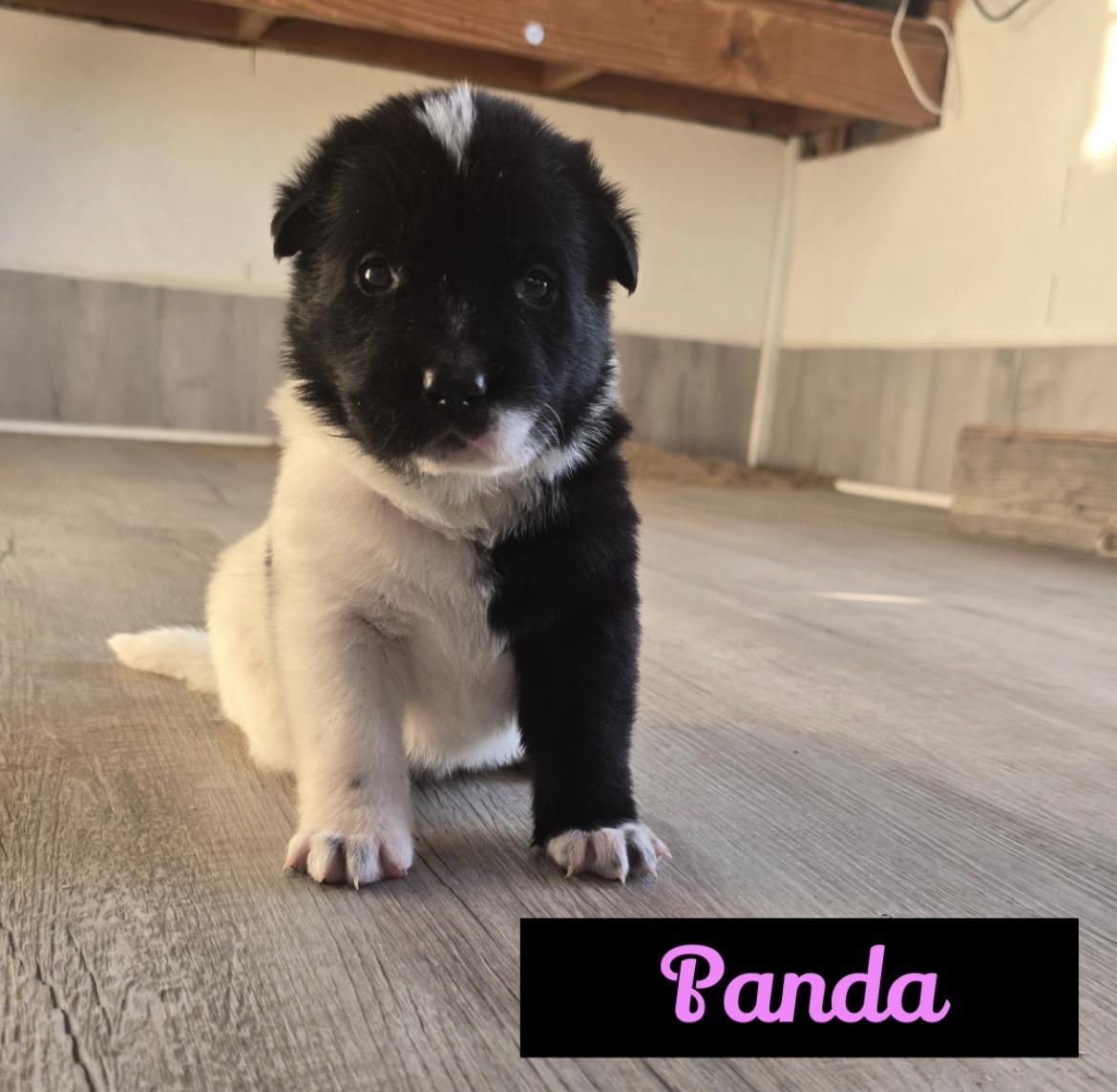 Panda, ADOPTABLE, Puppy Female Australian Cattle Dog / Blue Heeler.