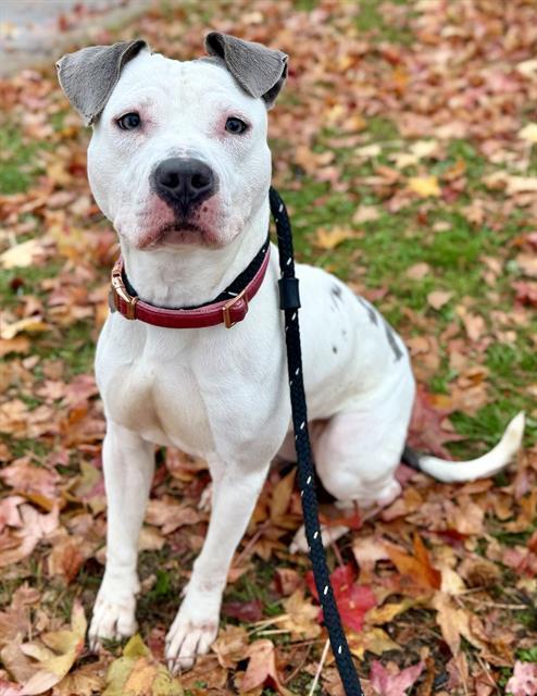Enlarge PIZZA PIE, a Adoptable mixed breed in Olivette, MO image 1/1