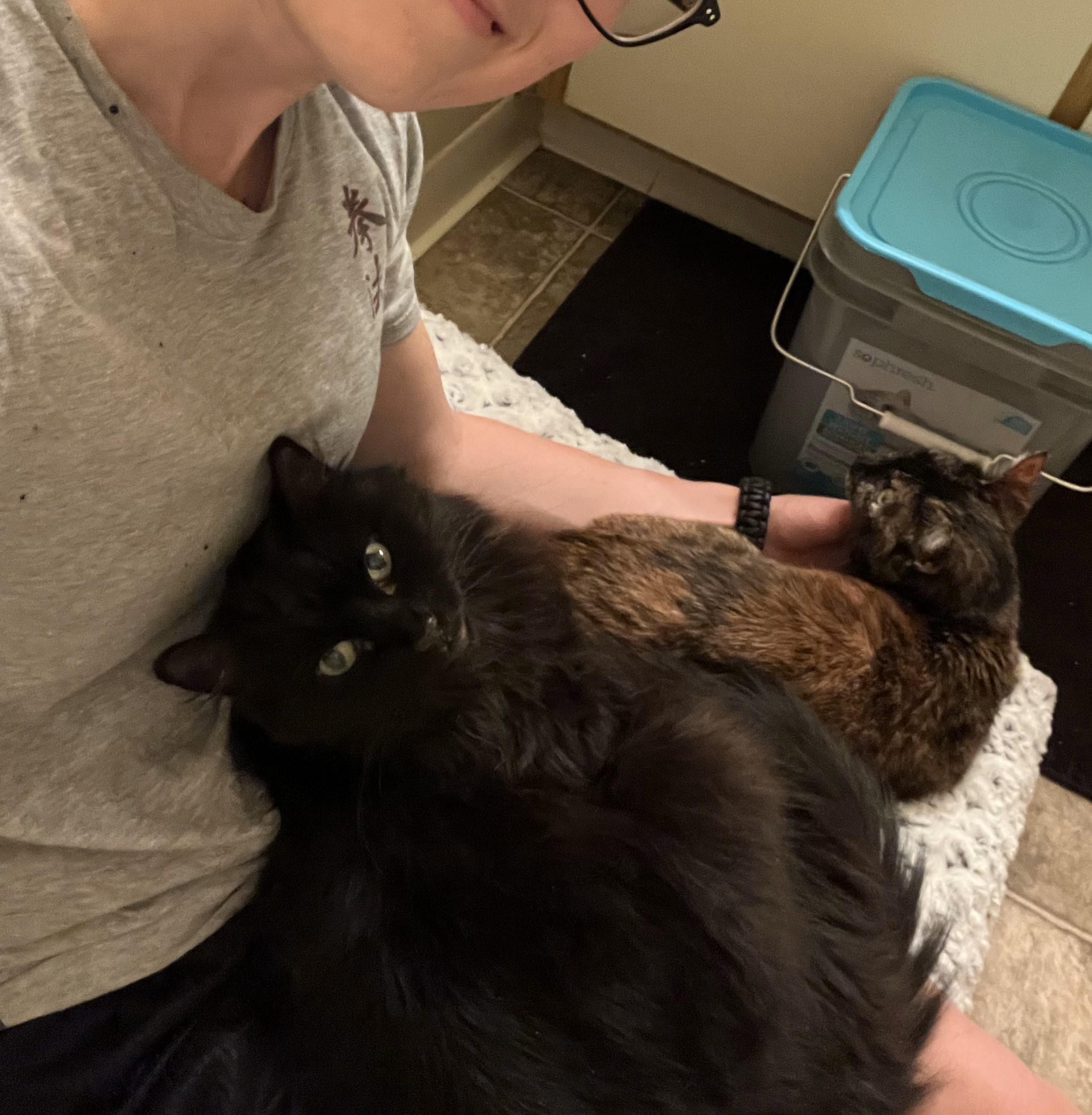 Enlarge Willamina, a Adoptable Tortoiseshell in Roseville, CA image 3/5