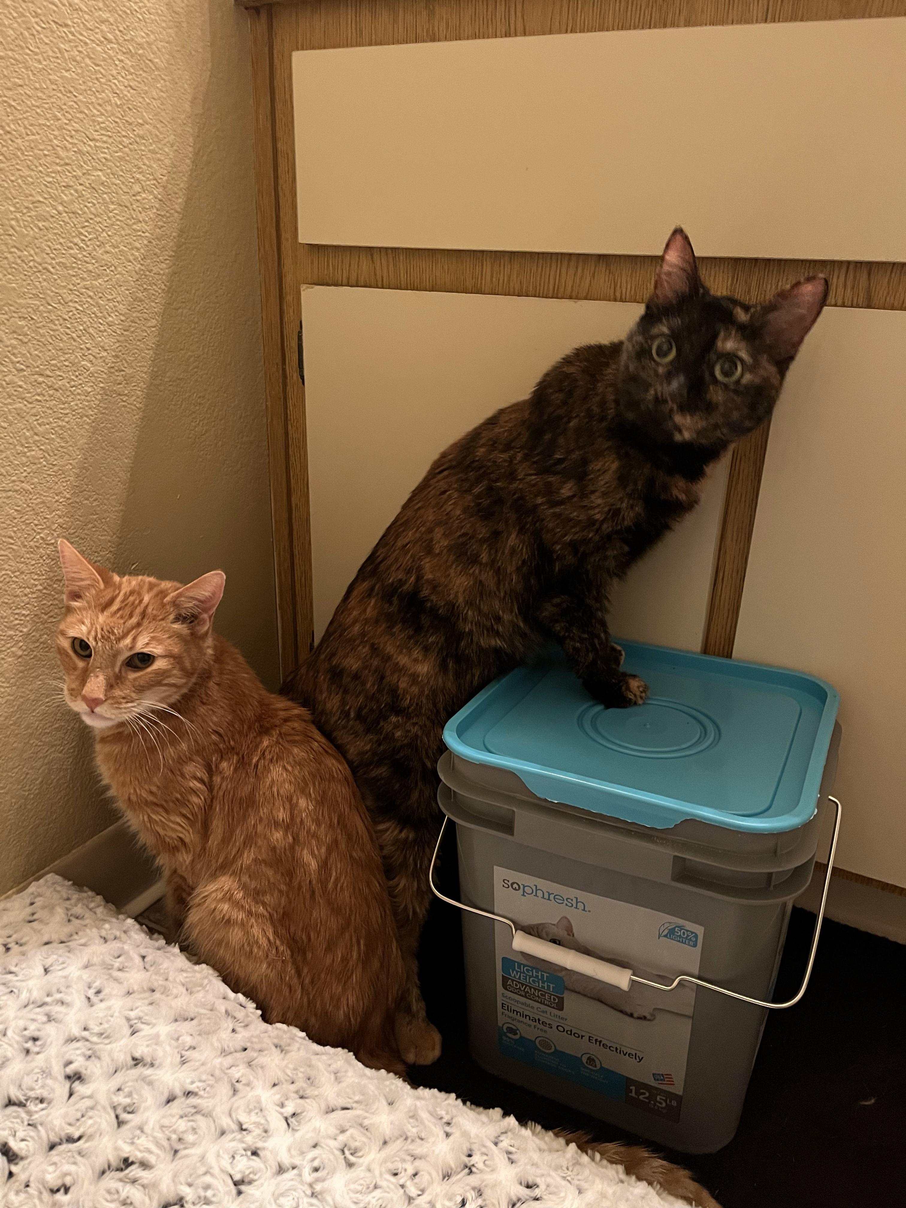 Enlarge Willamina, a Adoptable Tortoiseshell in Roseville, CA image 2/5