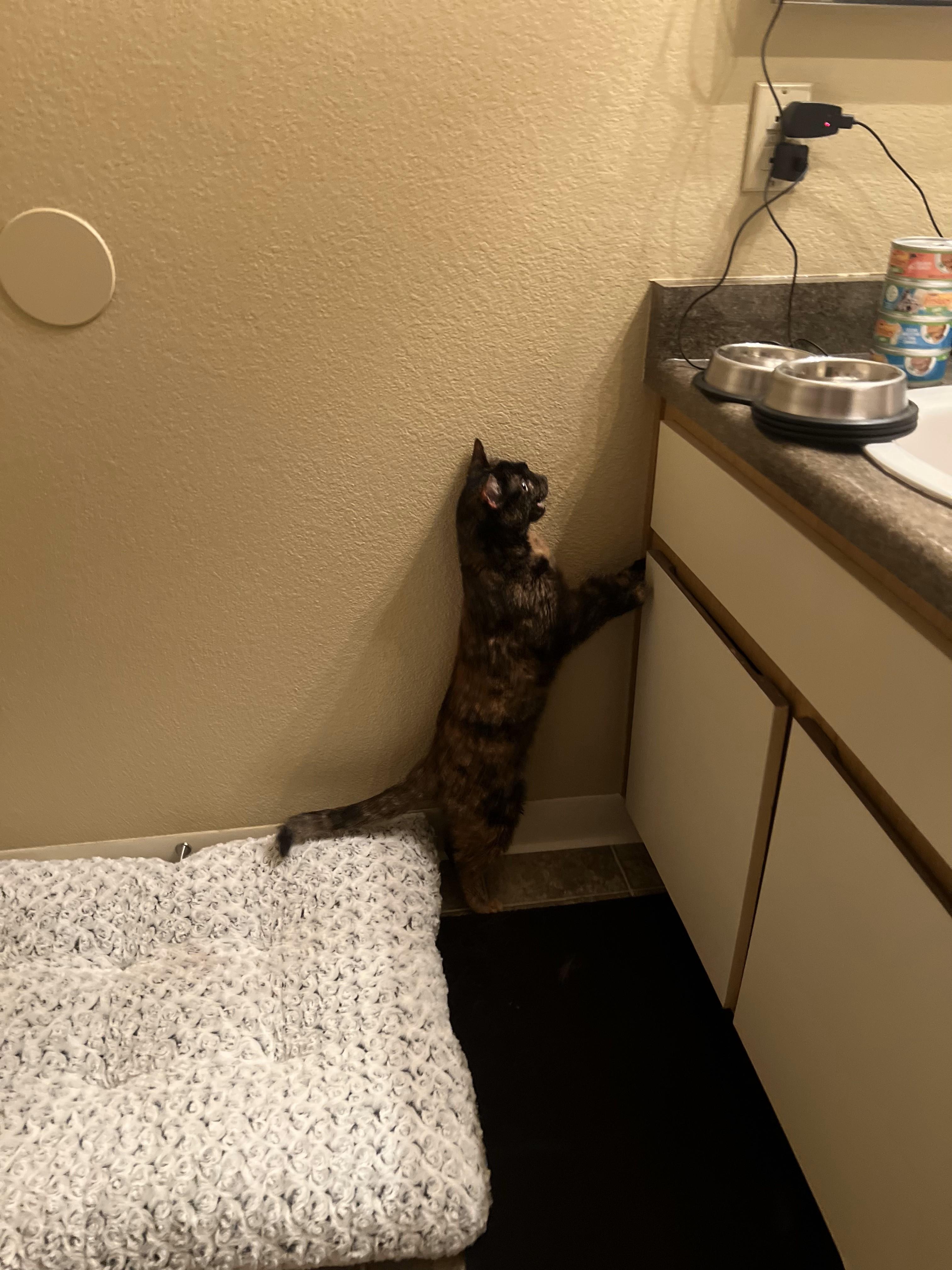 Willamina, an adoptable Tortoiseshell in Roseville, CA, 95747 | Photo Image 4