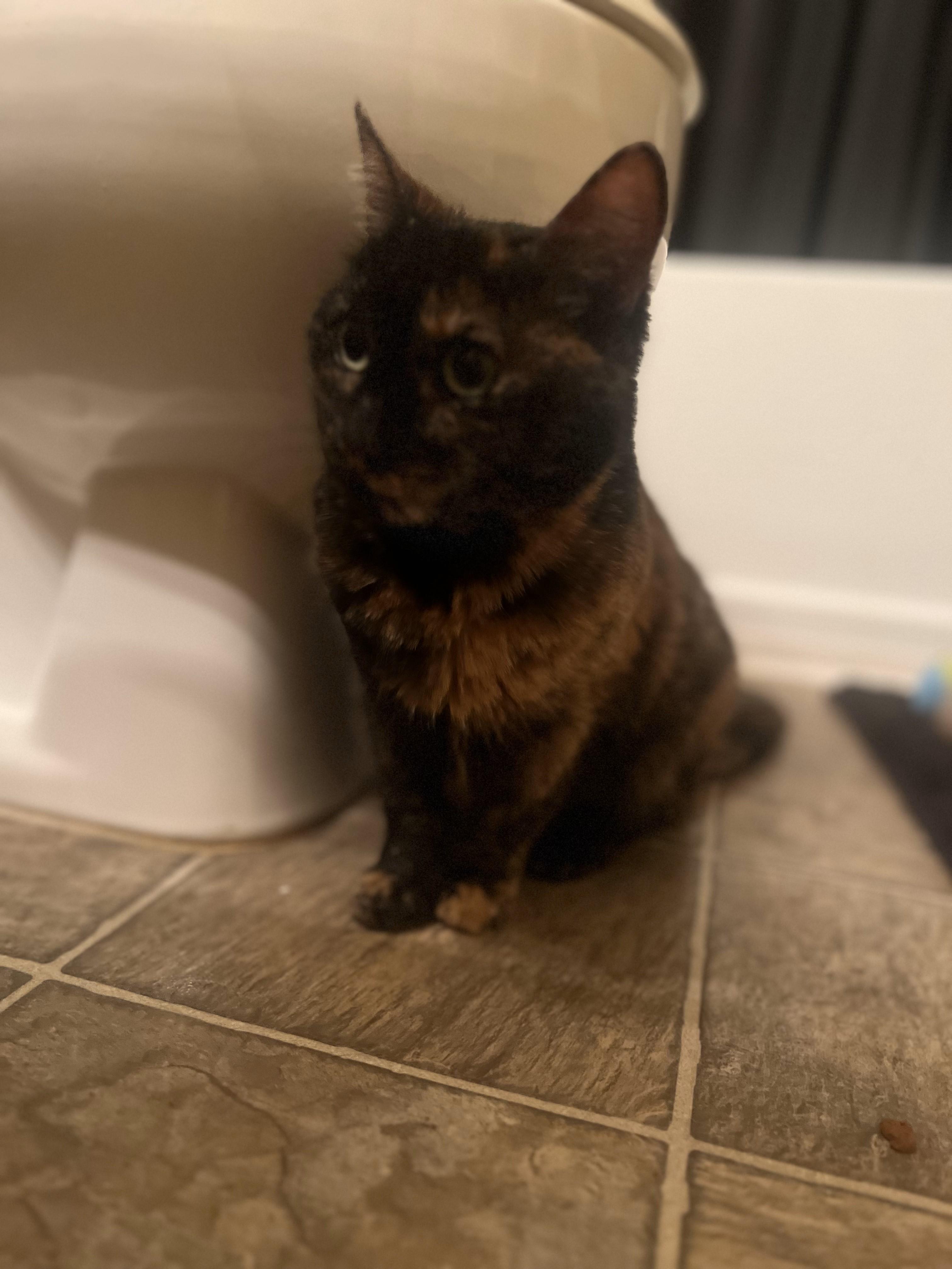 Willamina, Adoptable, Adult Female Tortoiseshell.