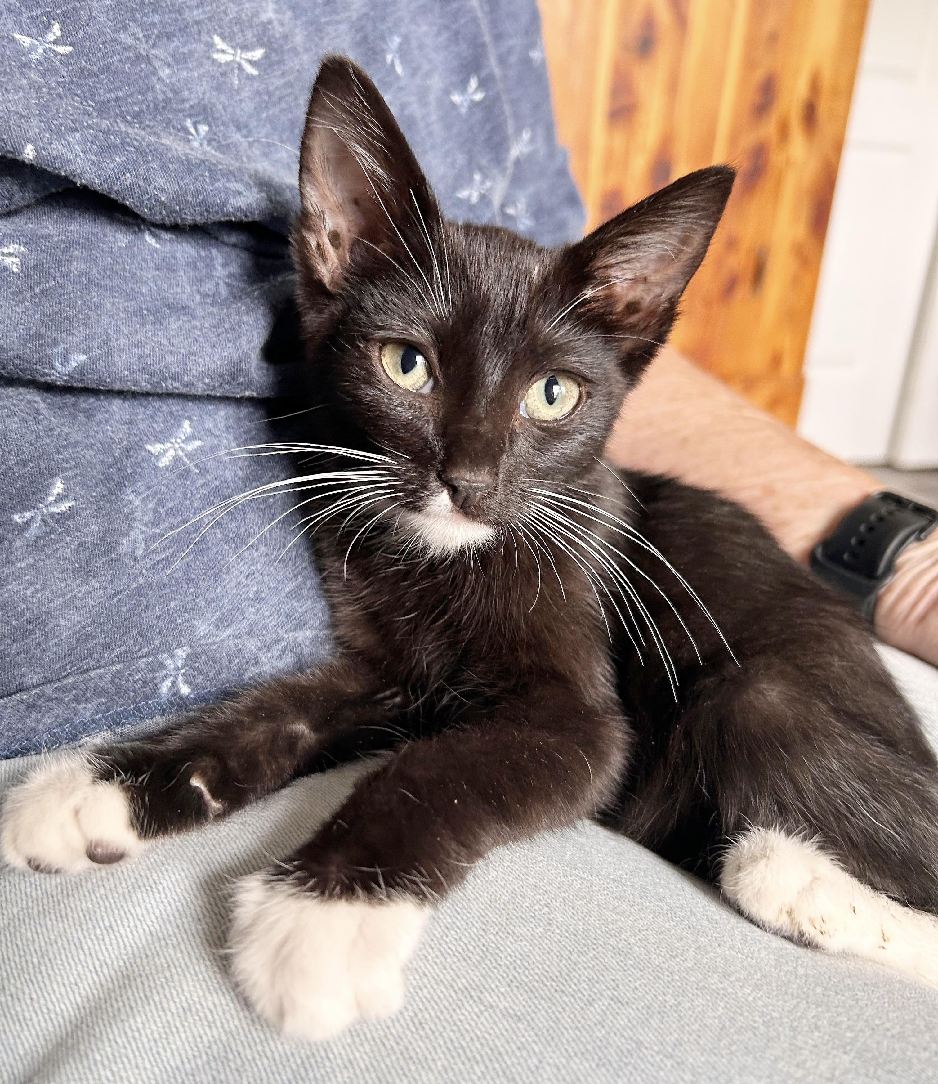 Tiny, an adoptable Domestic Short Hair in Durango, CO, 81302 | Photo Image 1