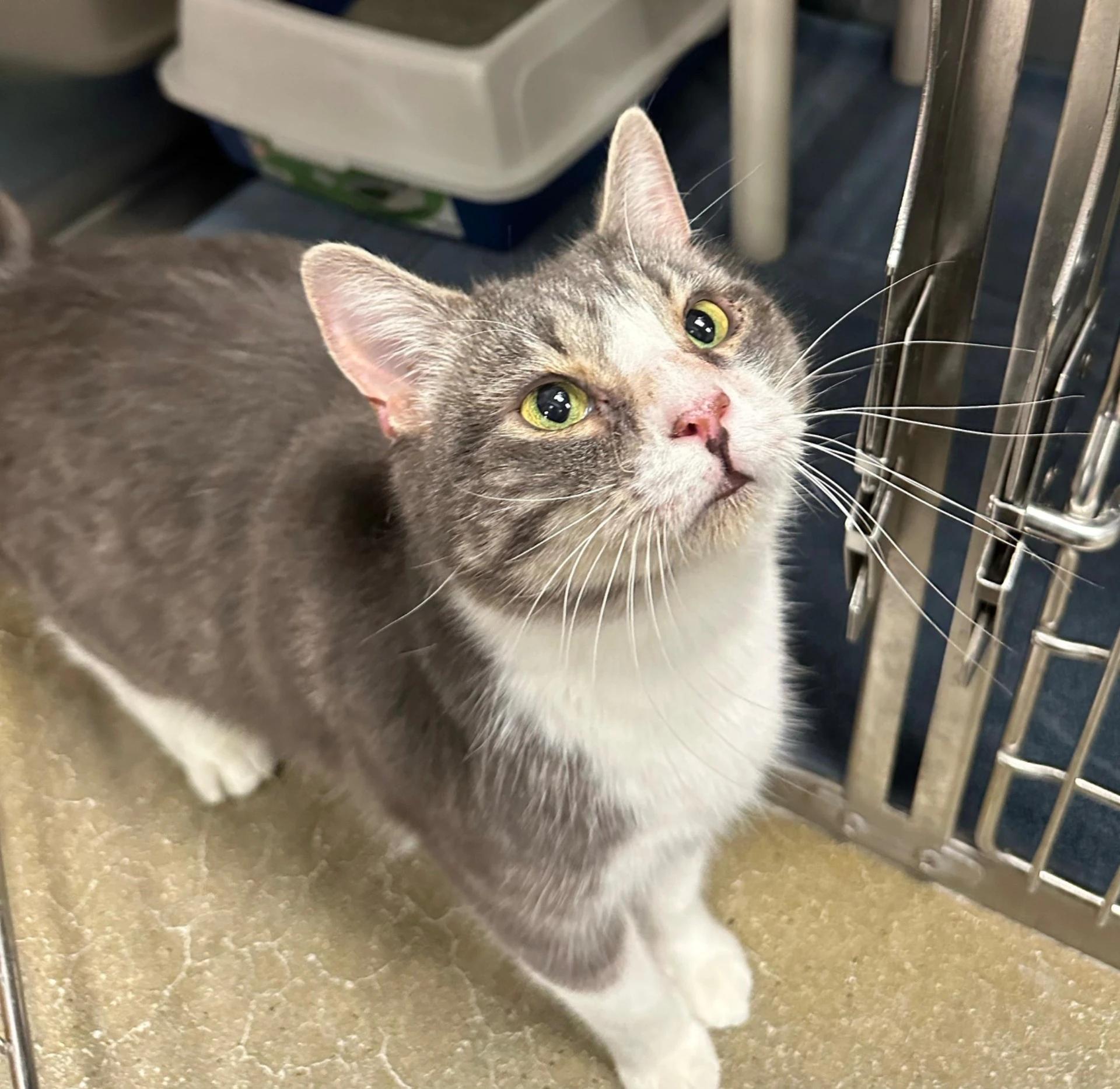 Stardust, ADOPTABLE, Adult Female Domestic Short Hair.