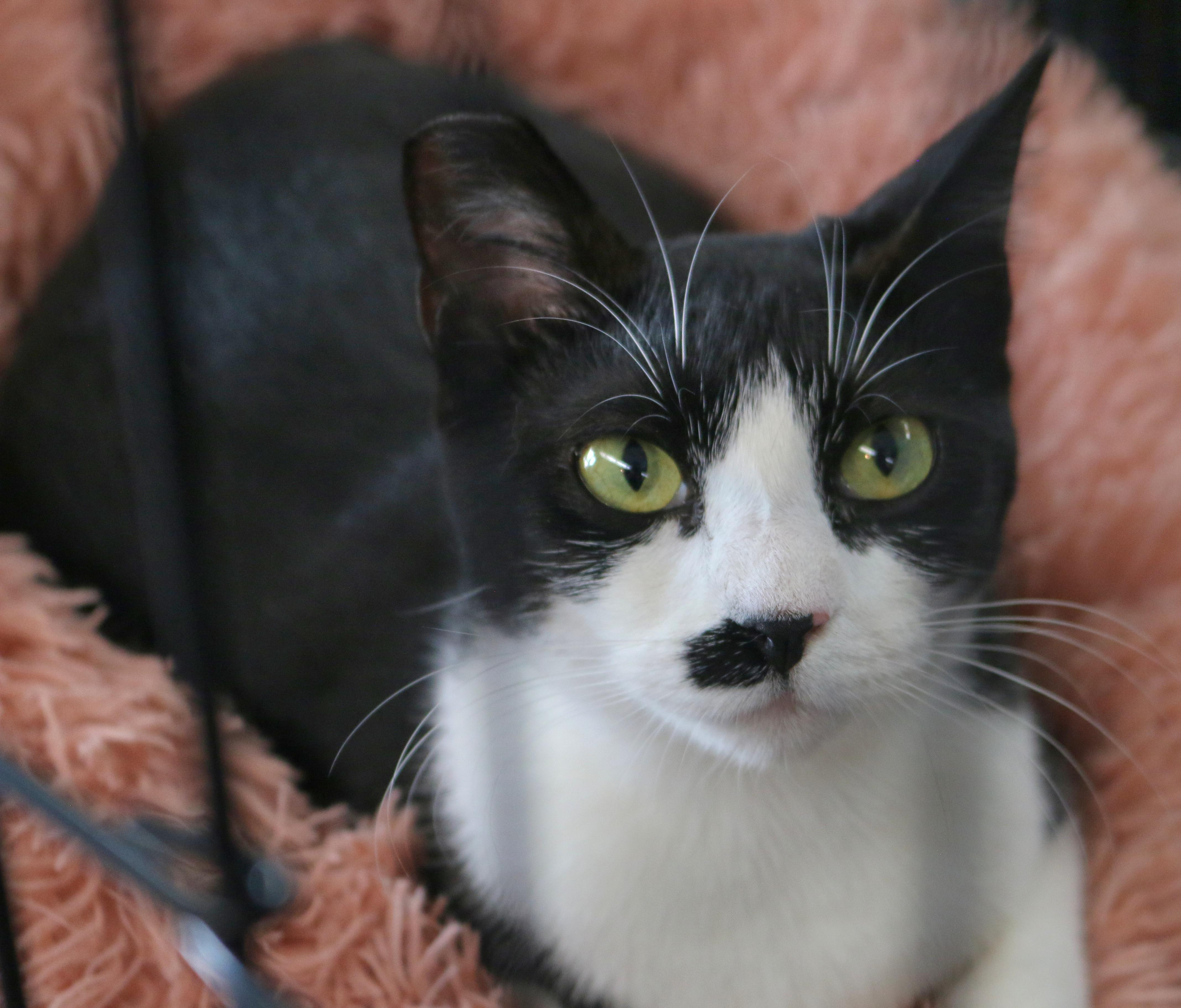 Ruby, a Adoptable Tuxedo in Springfield, OR image 2/5
