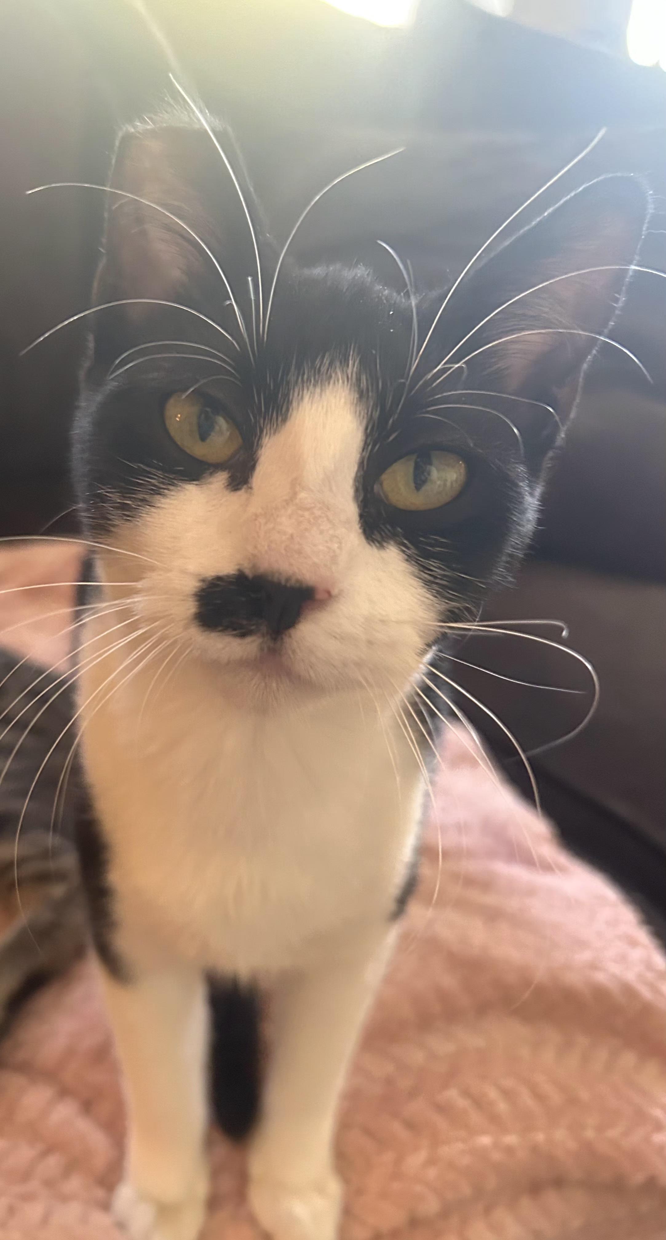 Ruby, Adoptable, Kitten Female Tuxedo.