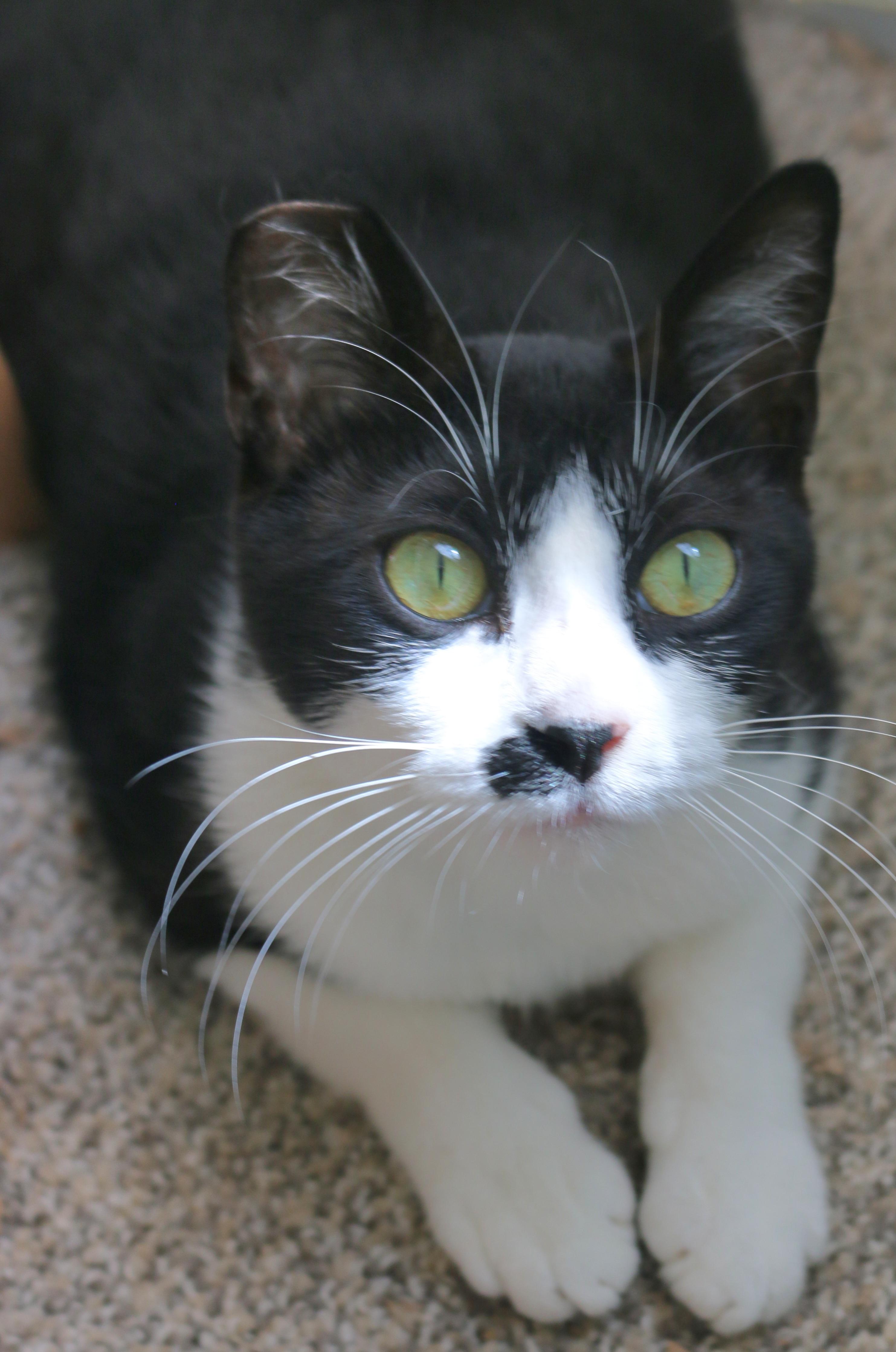 Ruby, a Adoptable Tuxedo in Springfield, OR image 1/5