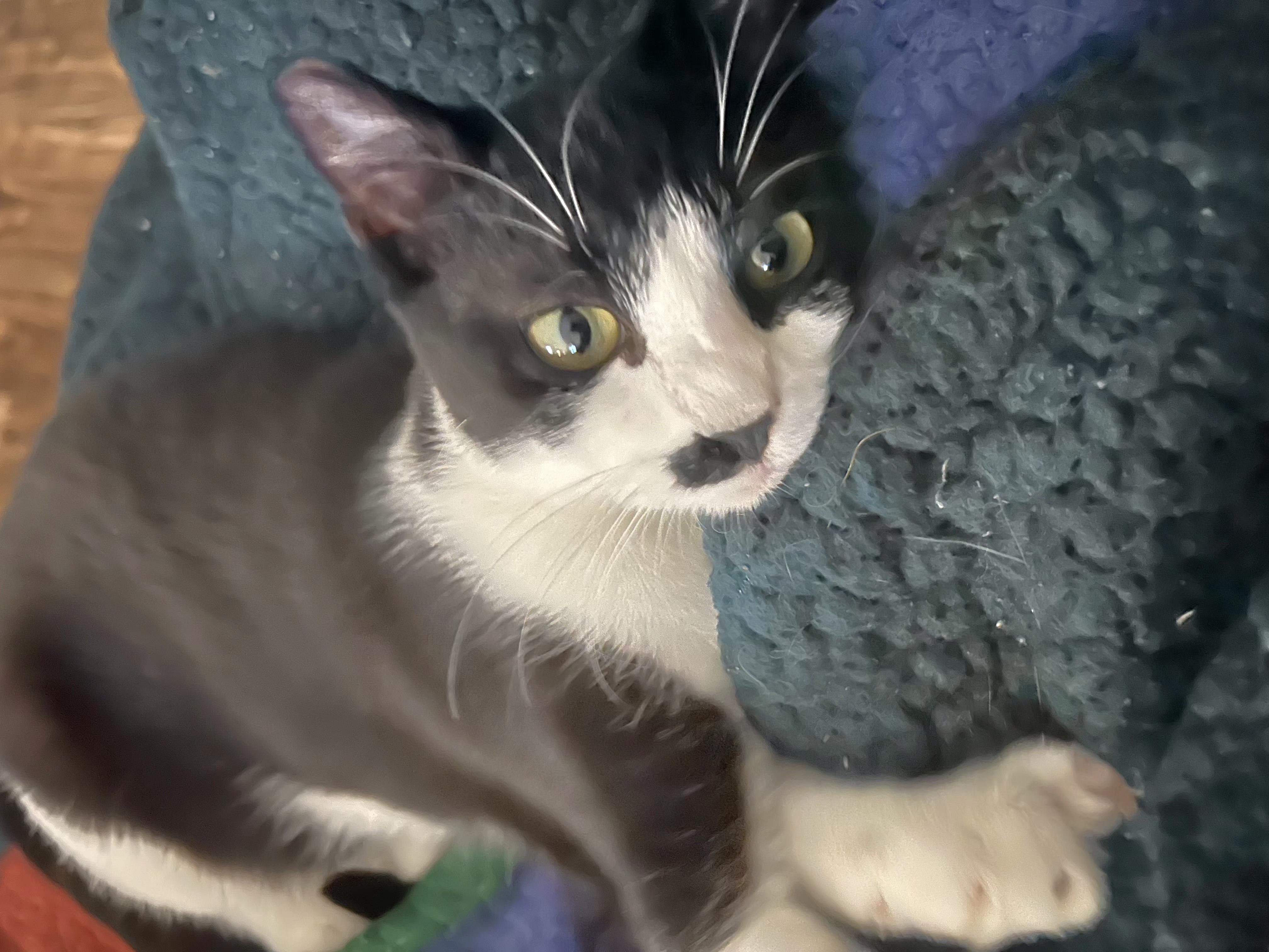 Ruby, Adoptable, Kitten Female Tuxedo.