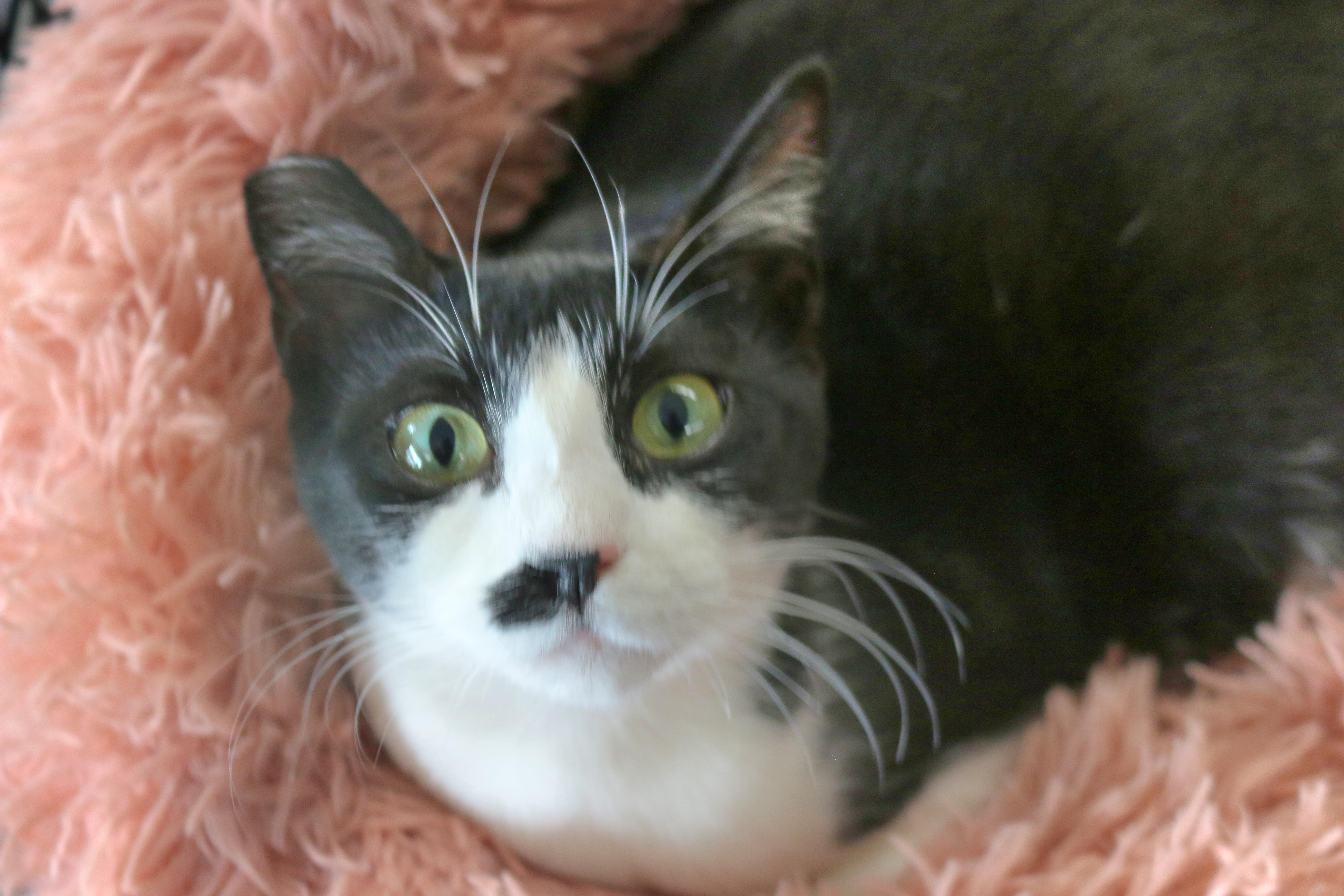 Ruby, a Adoptable Tuxedo in Springfield, OR image 5/5