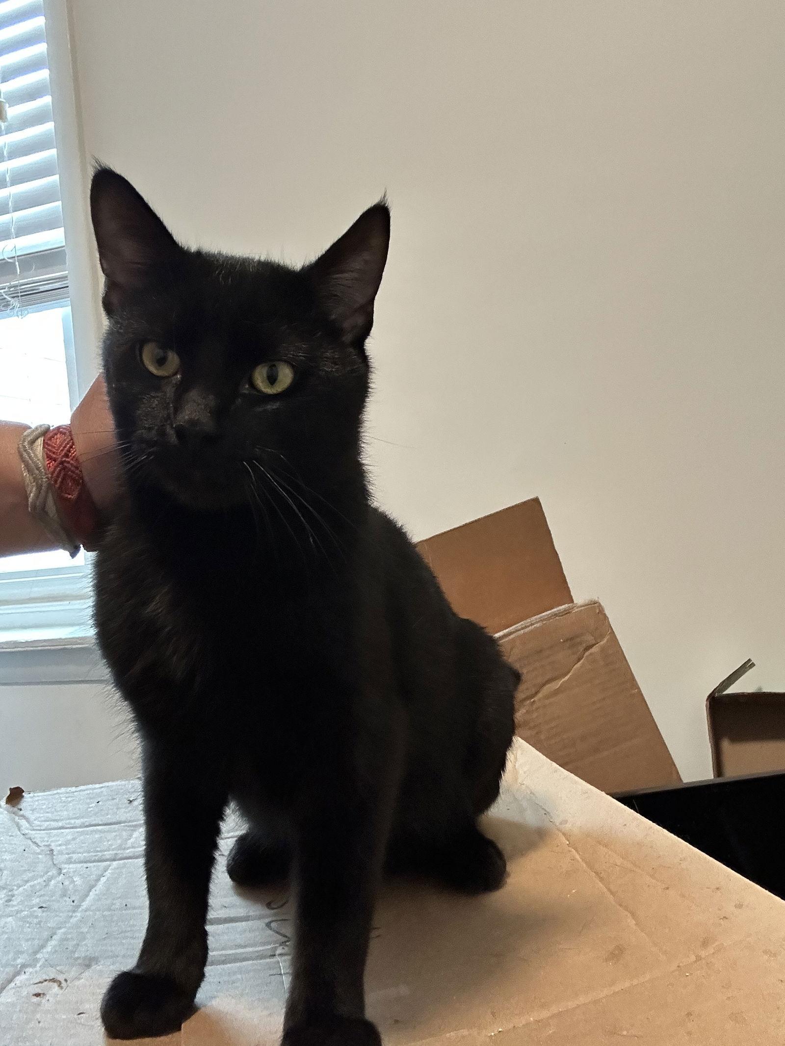 Harry, Adoptable, Adult Male Domestic Short Hair.