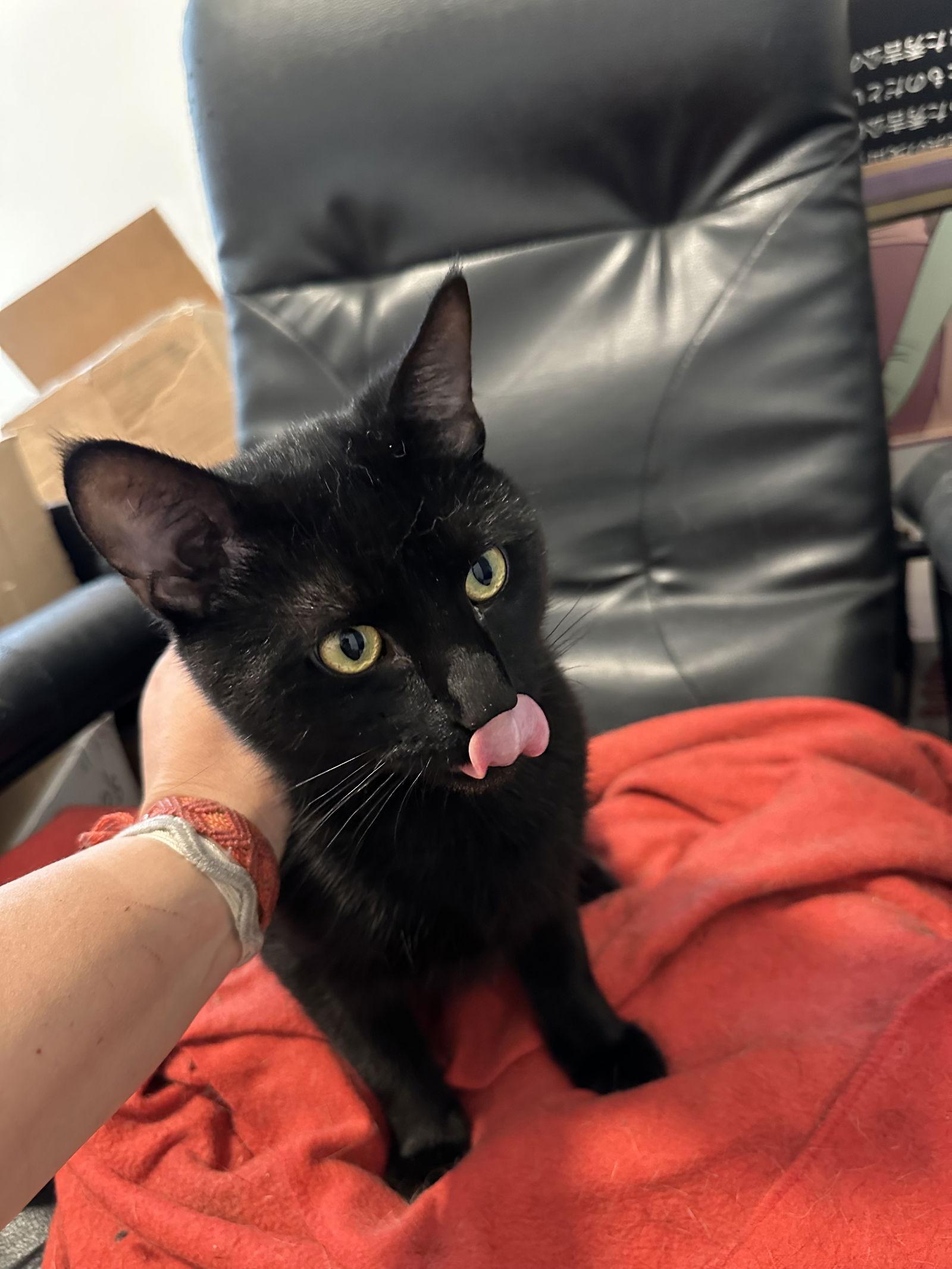 Enlarge Harry, a Adoptable Domestic Short Hair in Philadelphia, PA image 2/3