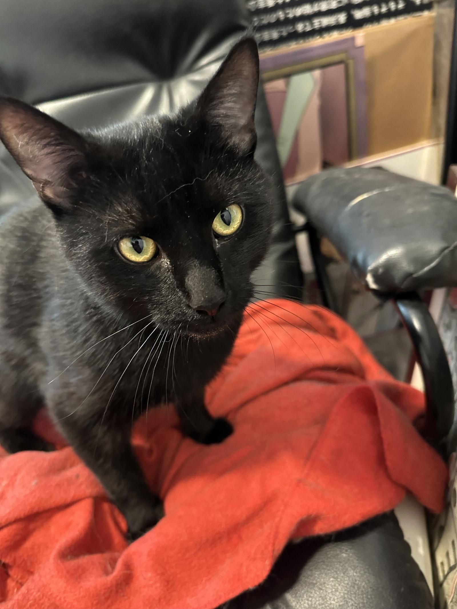 Enlarge Harry, a Adoptable Domestic Short Hair in Philadelphia, PA image 3/3