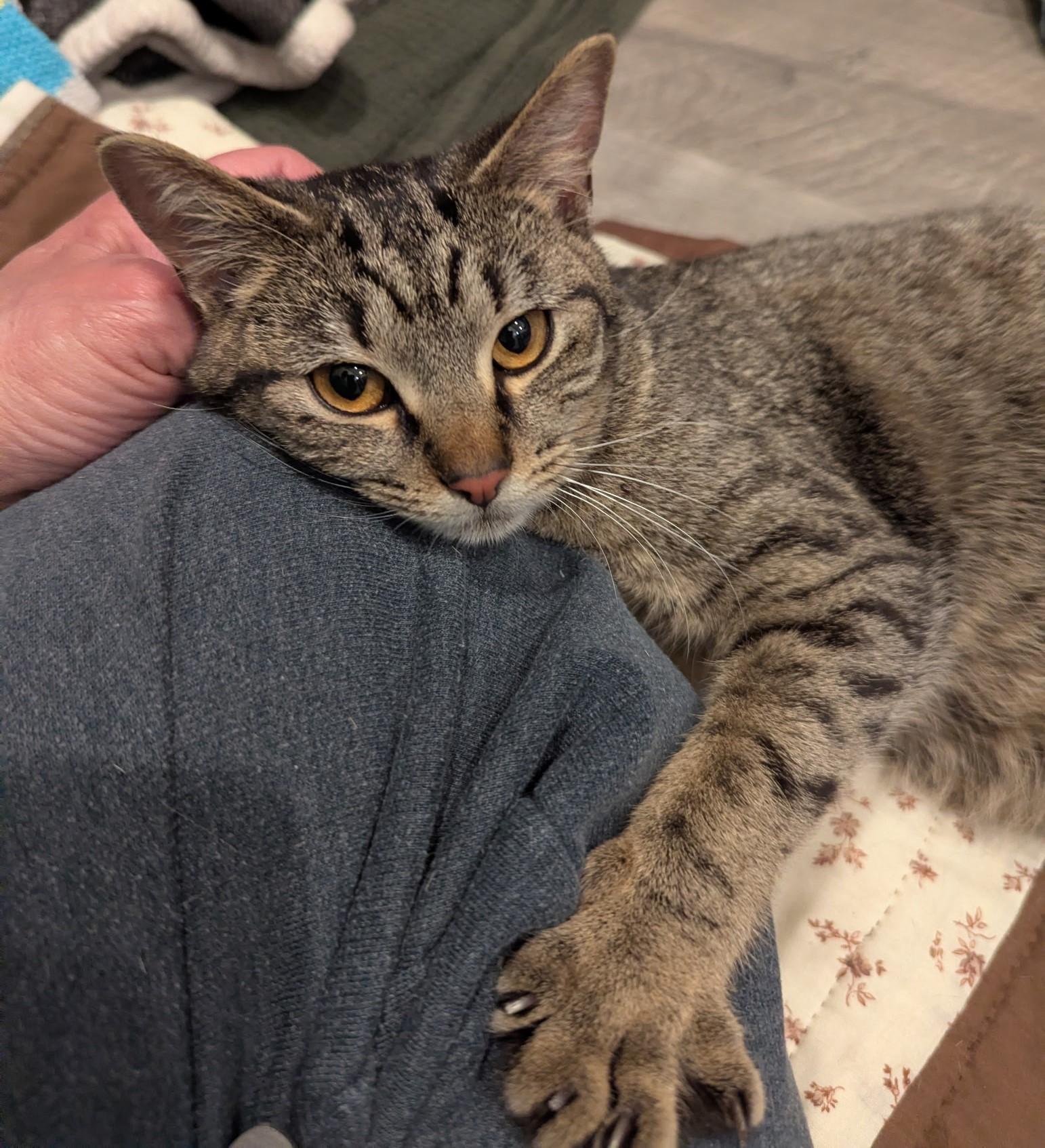 Enlarge Blynken, a Adoptable Domestic Short Hair in Rossville, TN image 3/3