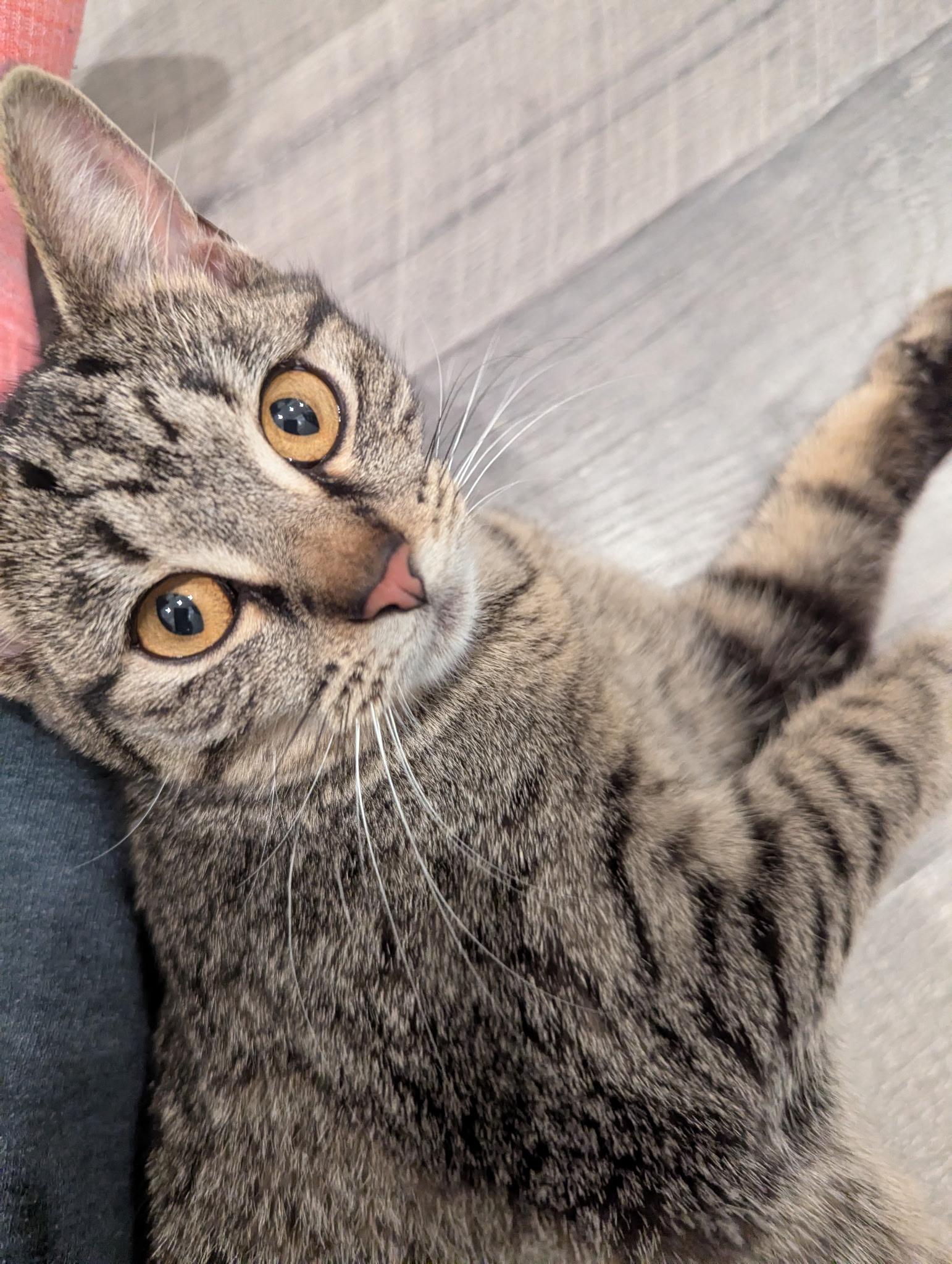 Enlarge Blynken, a Adoptable Domestic Short Hair in Rossville, TN image 2/3