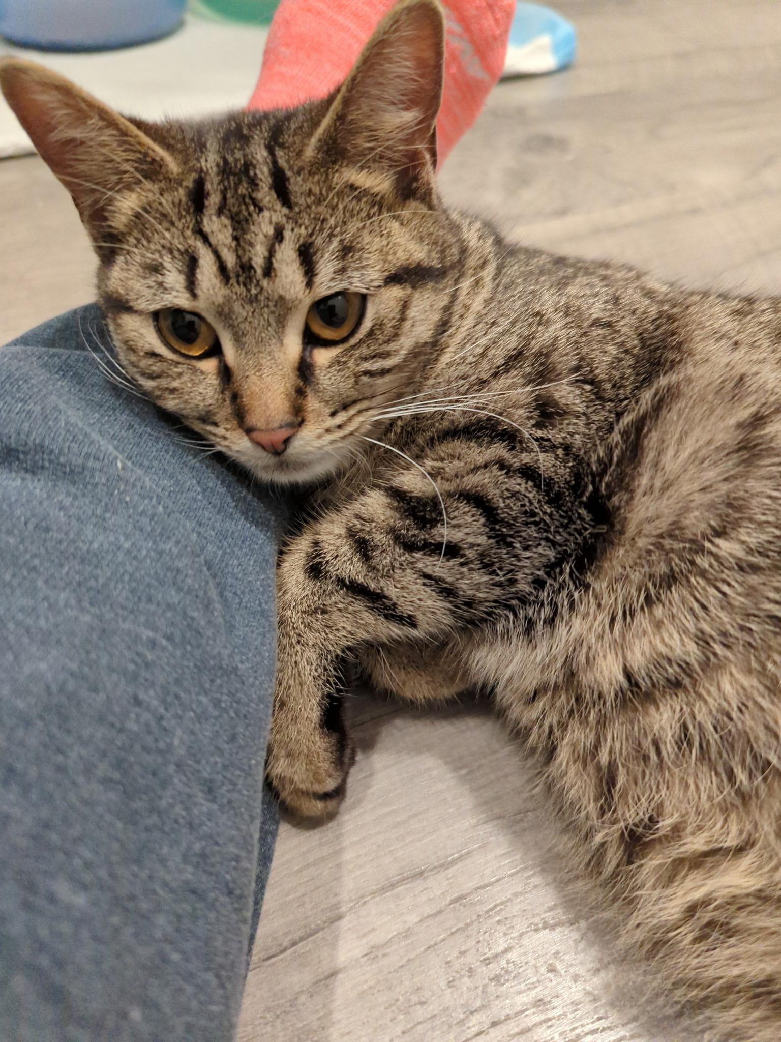 Blynken, Adoptable, Adult Female Domestic Short Hair.