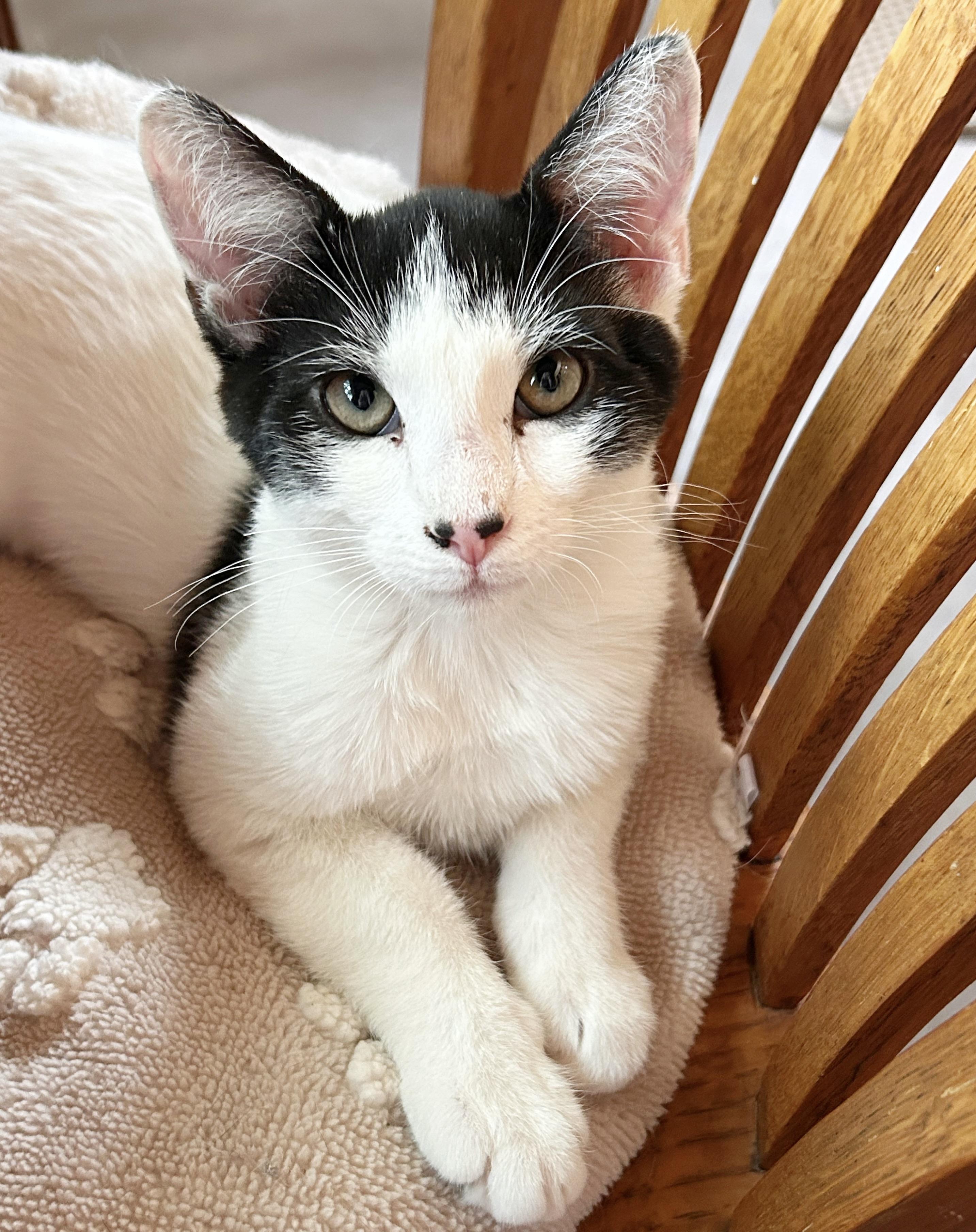 Samson, adopted, Young Male Domestic Short Hair.