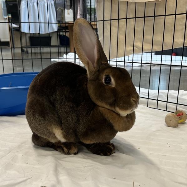 Hooey - In Foster, a Adoptable mixed breed in Silverdale, WA image 2/2