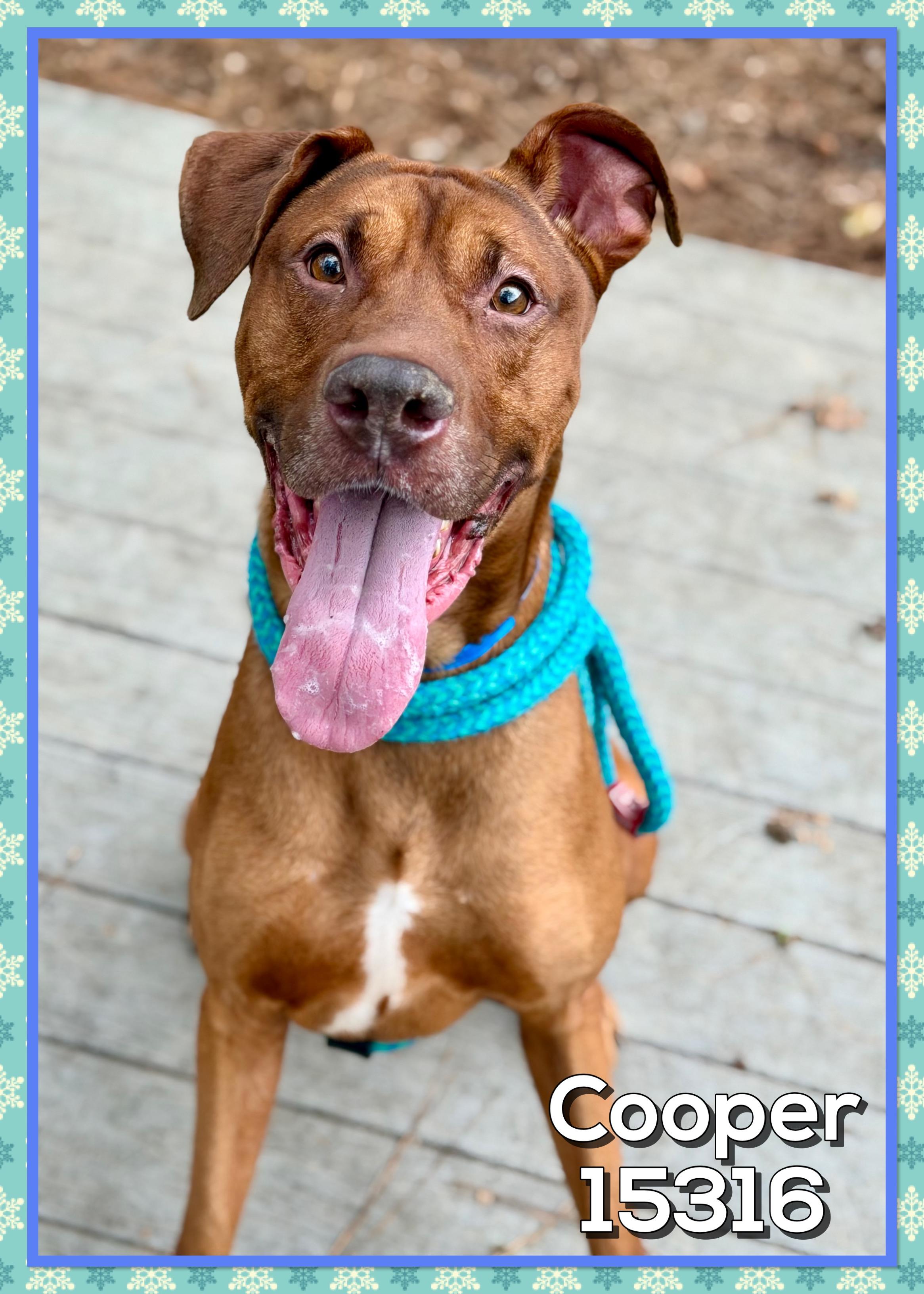 COOPER, adoptable, Adult Male Hound & Doberman Pinscher.