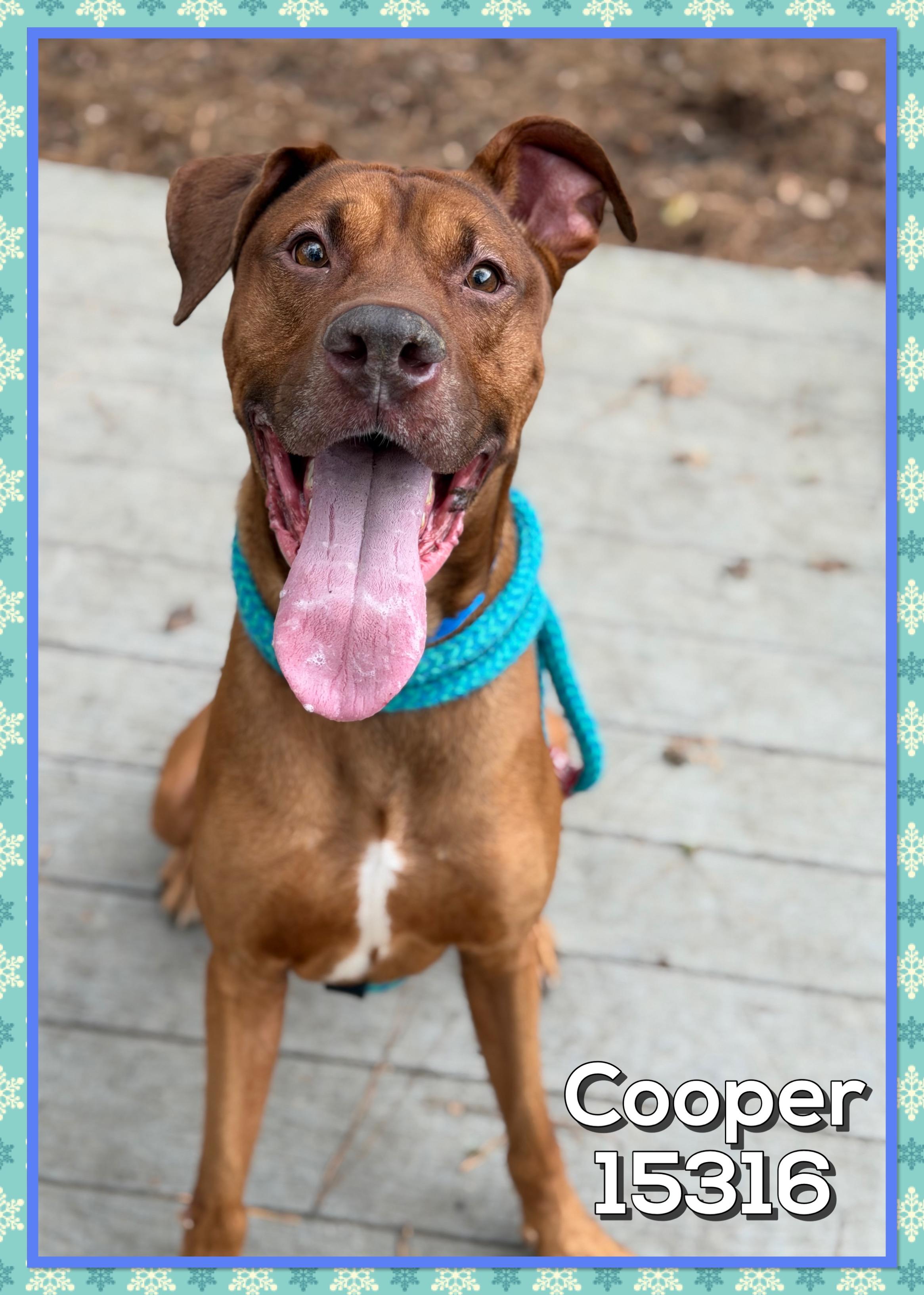 Enlarge COOPER, an adoptable mixed breed in Marietta, GA image 5/6