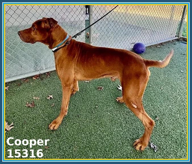 Enlarge COOPER, an adoptable mixed breed in Marietta, GA image 4/6