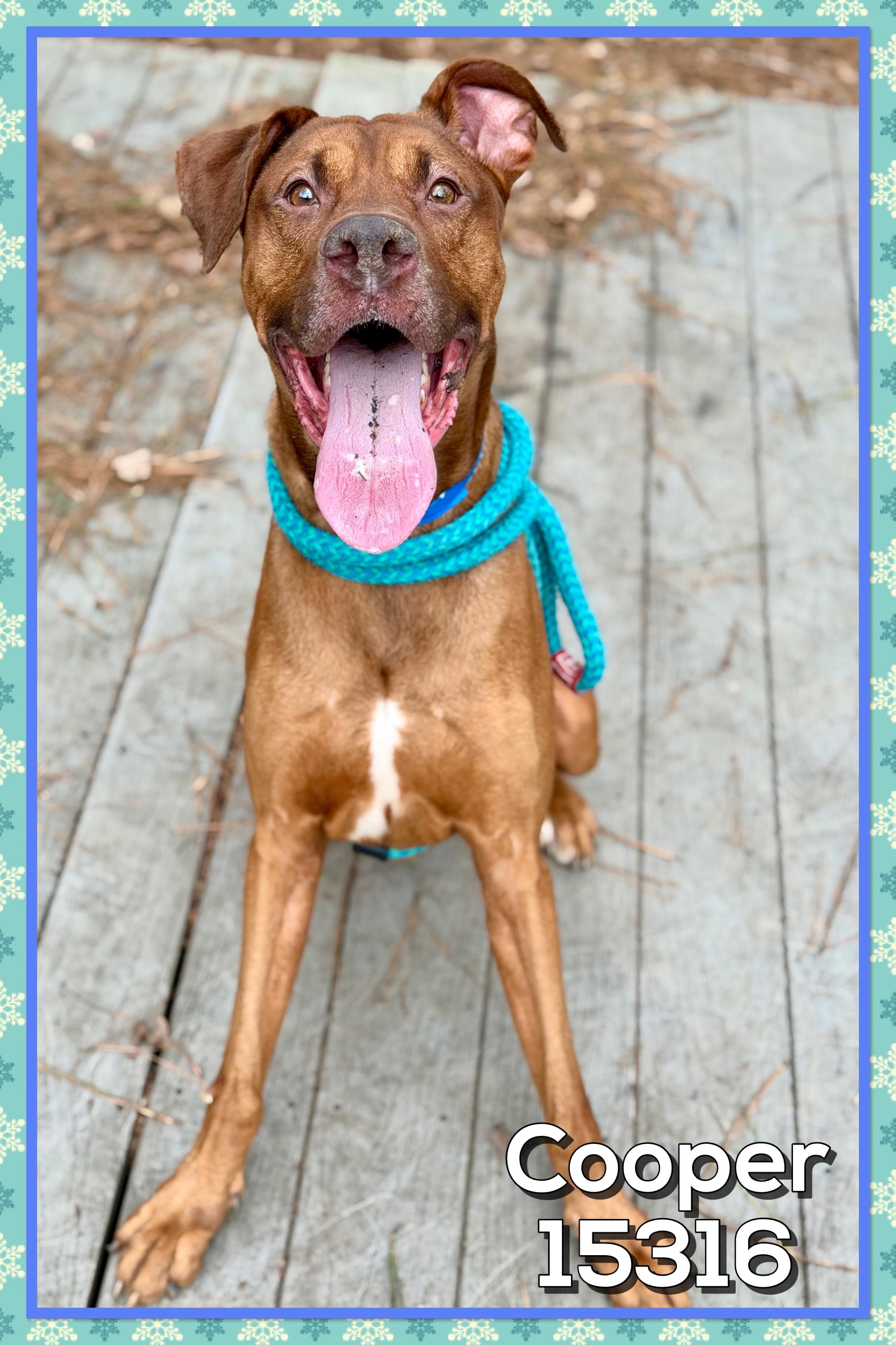 Enlarge COOPER, an adoptable mixed breed in Marietta, GA image 3/6