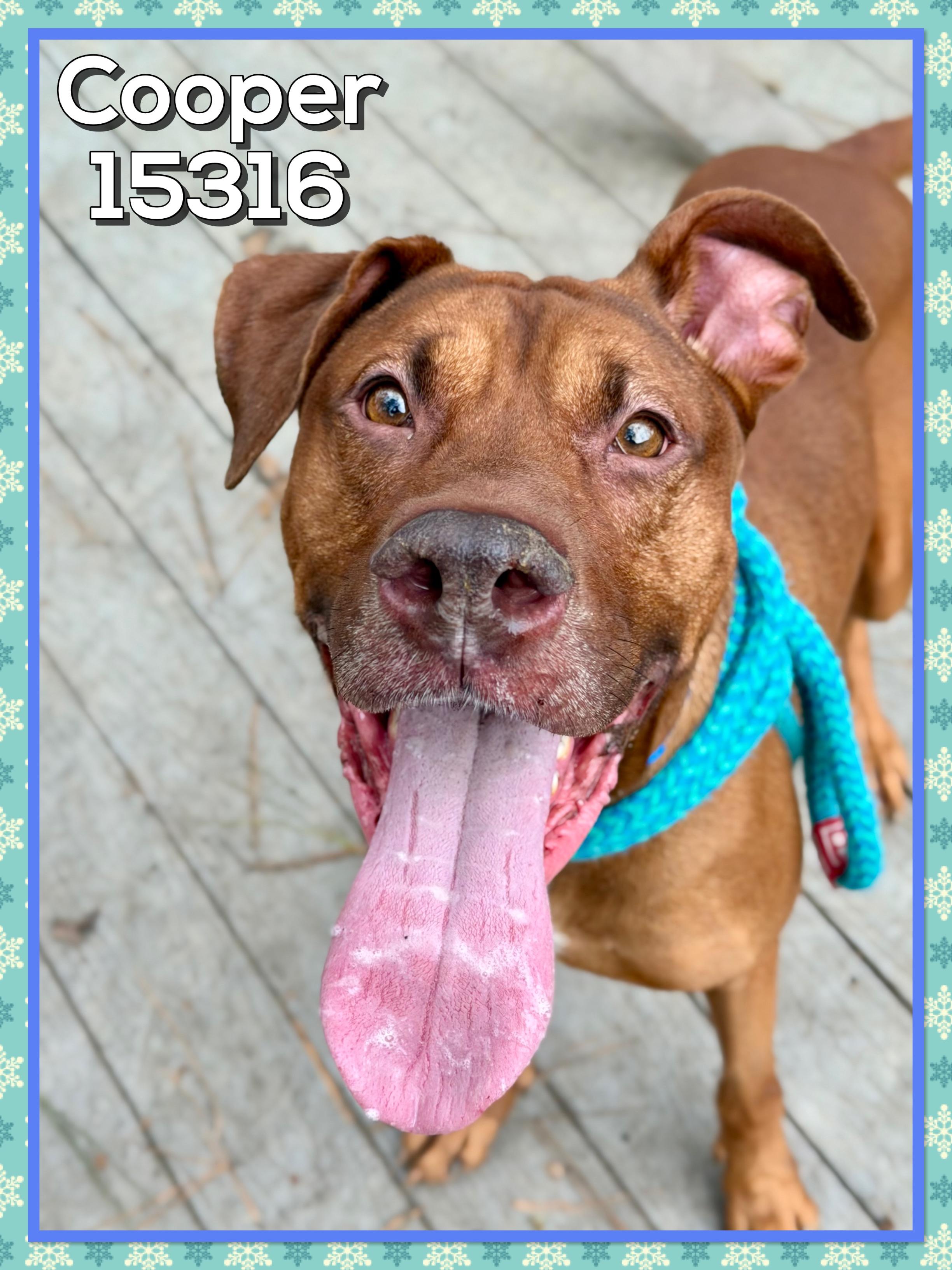 Enlarge COOPER, an adoptable mixed breed in Marietta, GA image 2/6