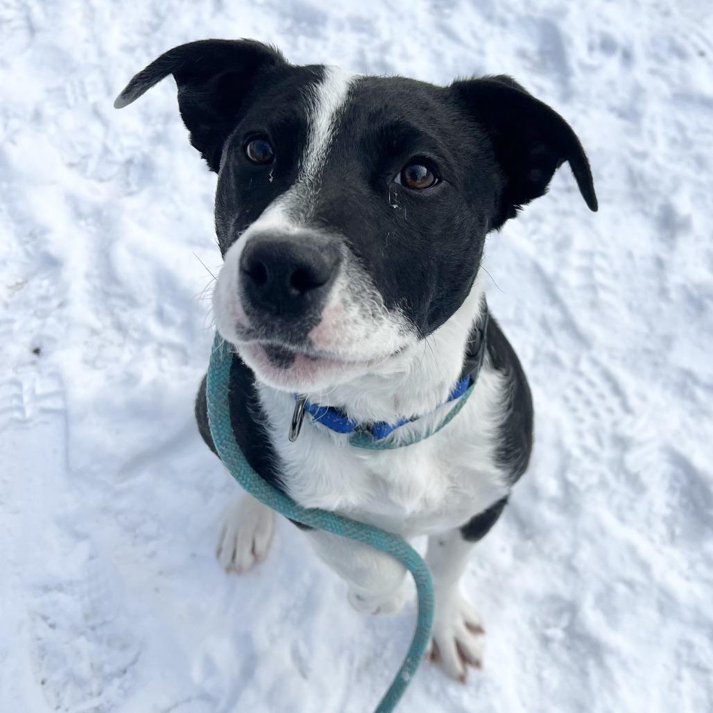 Maisie, Adoptable, Young Female Cattle Dog.