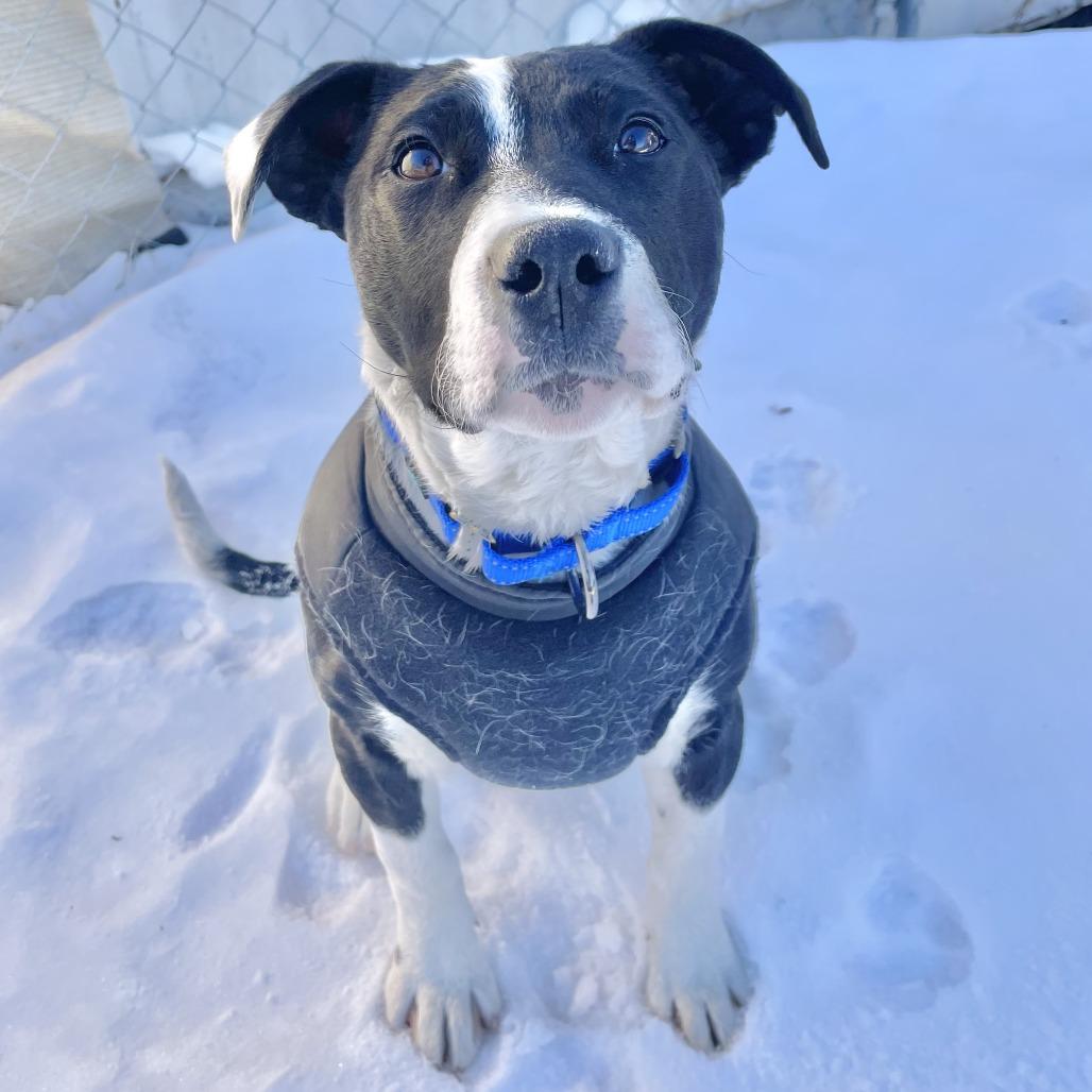 Enlarge Maisie, a Adoptable mixed breed in Wadena, MN image 3/6