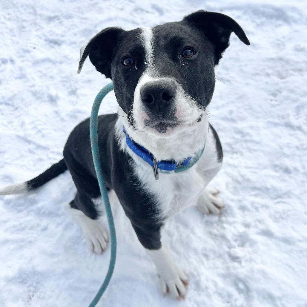 Enlarge Maisie, a Adoptable mixed breed in Wadena, MN image 5/6