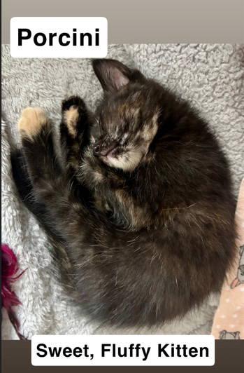 Porcini, Willow Grove Area, (FCID 07/01/2025-144)