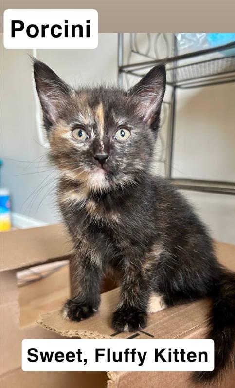 Porcini, Willow Grove Area, (FCID 07/01/2025-144)