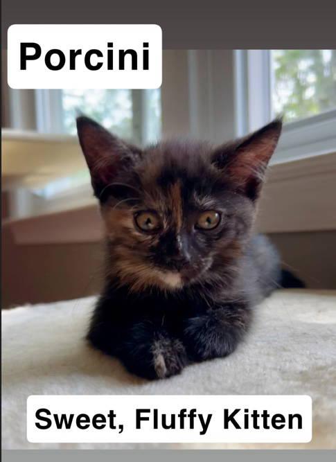 Porcini, Willow Grove Area, (FCID 07/01/2025-144)
