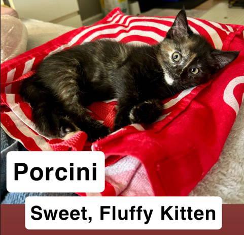 Porcini, Willow Grove Area, (FCID 07/01/2025-144)