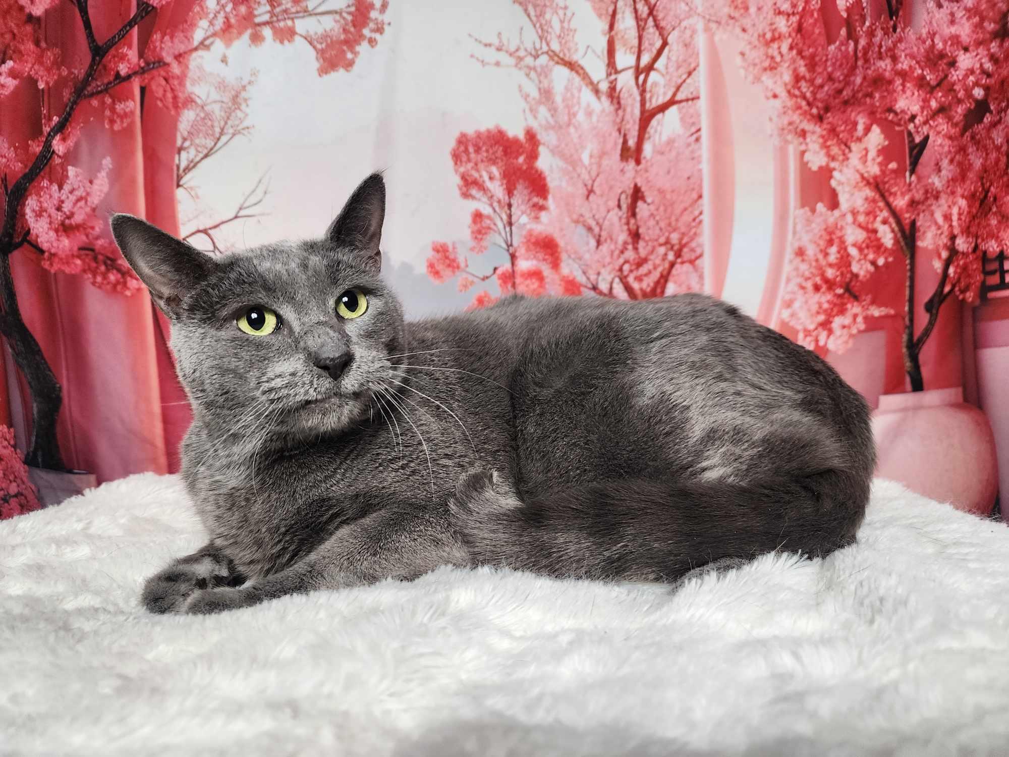 Enlarge Smokey, a Adoptable Domestic Short Hair in Greensburg, PA image 2/6