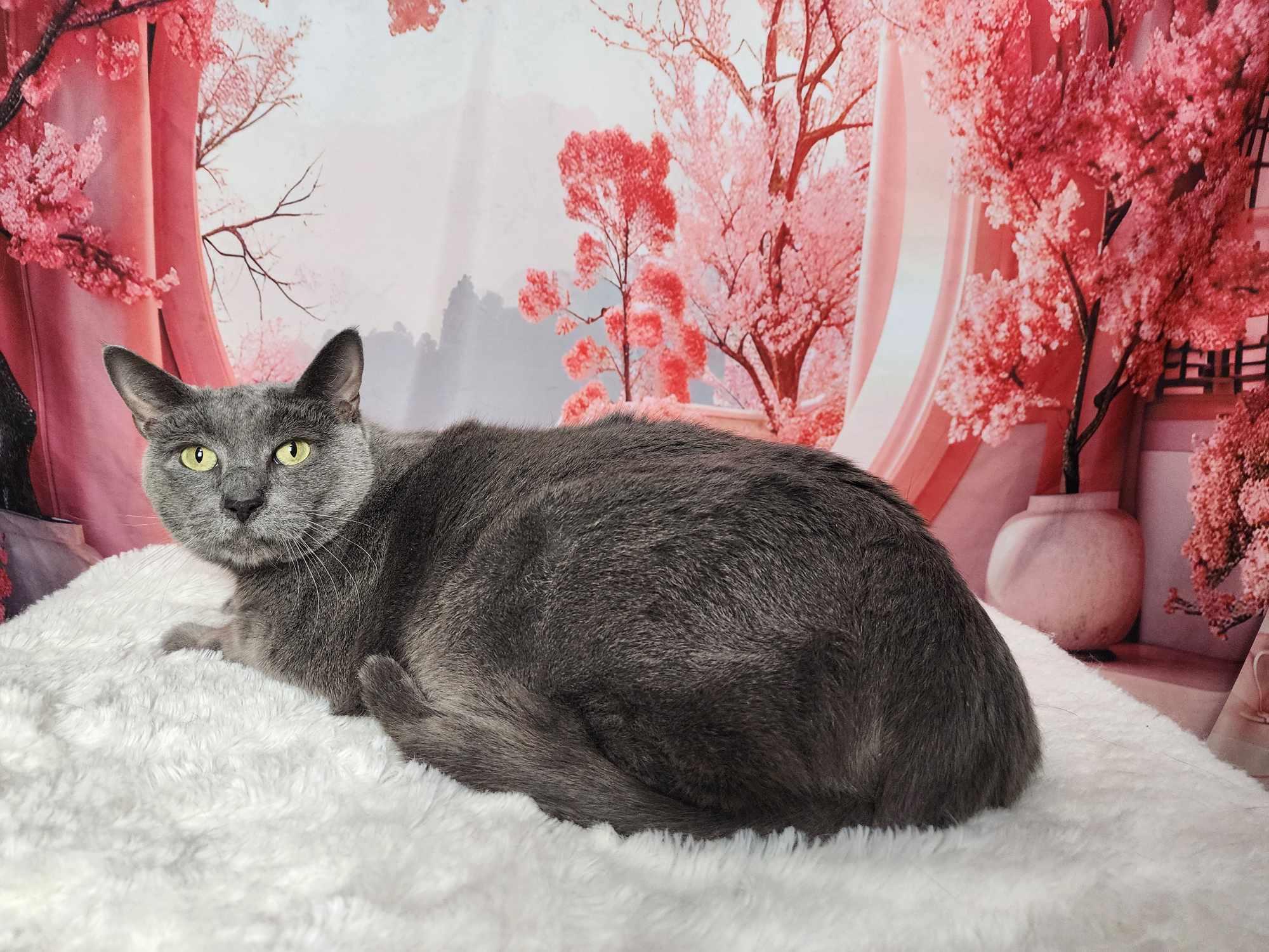 Enlarge Smokey, a Adoptable Domestic Short Hair in Greensburg, PA image 3/6