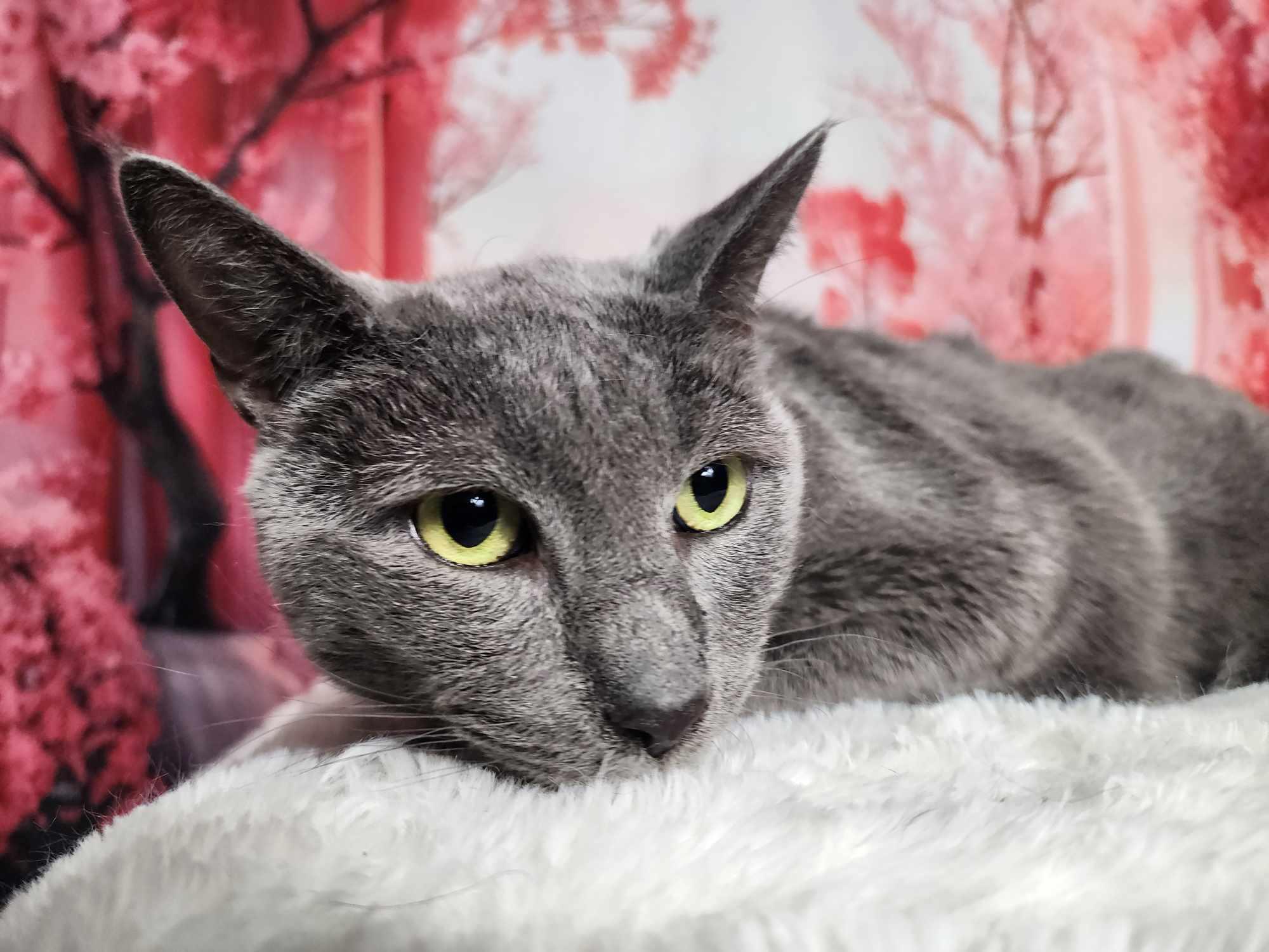 Enlarge Smokey, a Adoptable Domestic Short Hair in Greensburg, PA image 4/6