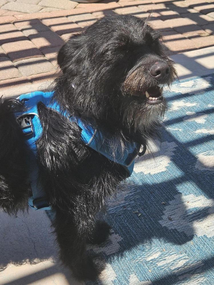 Inky, Adoptable, Adult Male Scottish Terrier & Poodle.