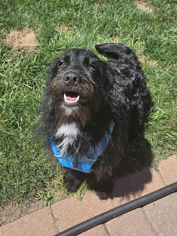Inky, a Adoptable mixed breed in Fort Lupton, CO image 2/6