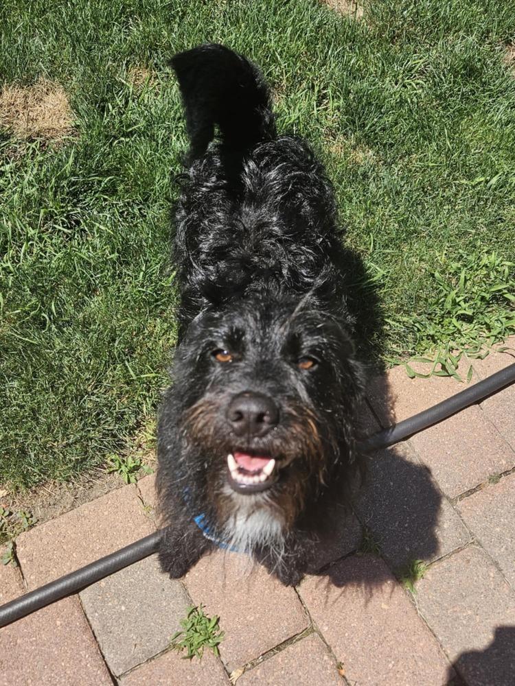 Inky, a Adoptable mixed breed in Fort Lupton, CO image 4/6