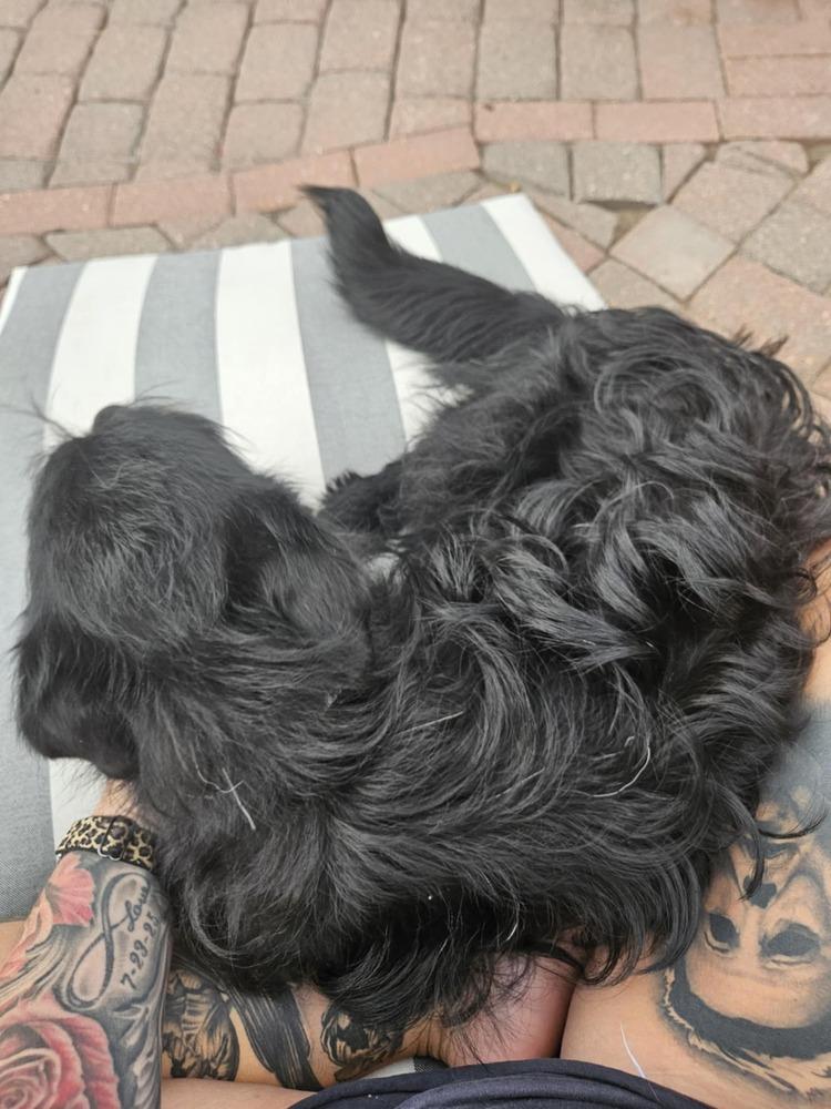 Inky, a Adoptable mixed breed in Fort Lupton, CO image 5/6