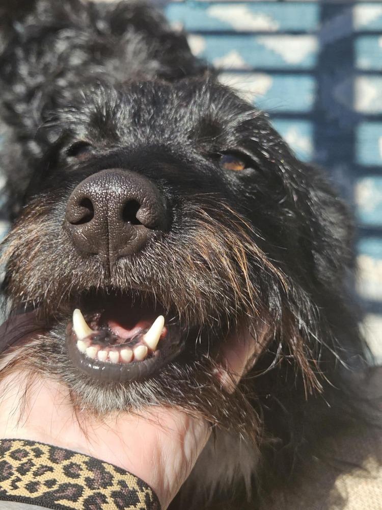 Inky, a Adoptable mixed breed in Fort Lupton, CO image 6/6