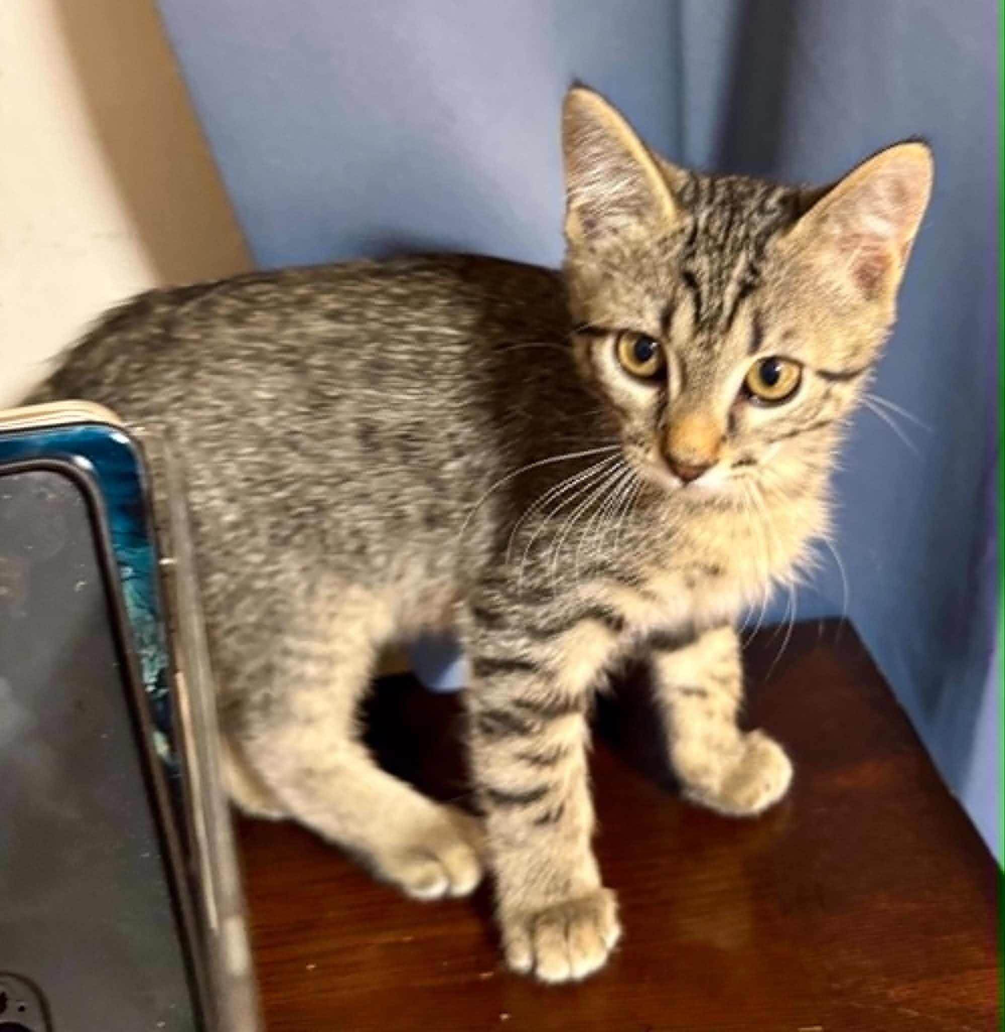 Terry, adopted, Kitten Male Domestic Short Hair.