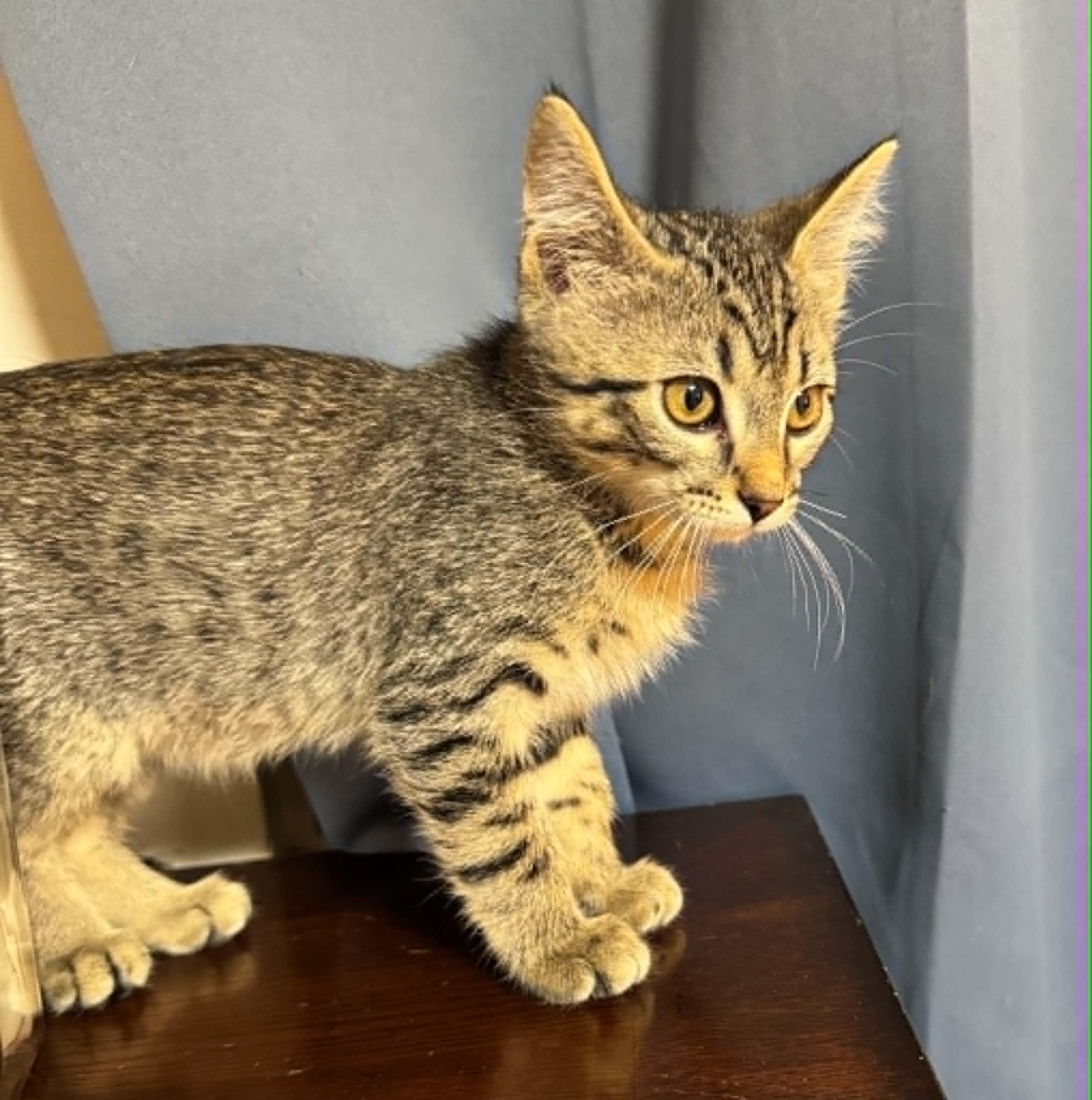 Terry, an adopted Domestic Short Hair in Arnold, MO image 3/3