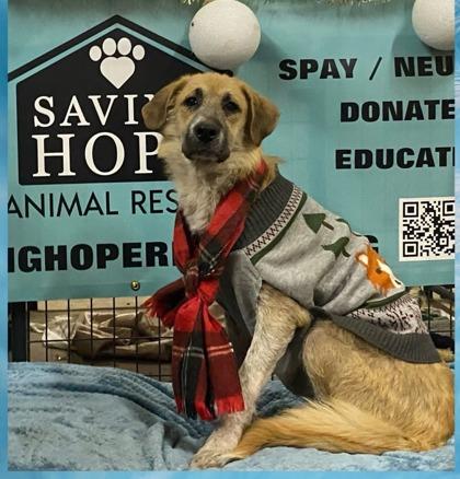 Enlarge Jacek, a Adoptable mixed breed in Fort Worth, TX image 1/2