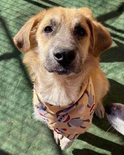 Enlarge Jacek, a Adoptable mixed breed in Fort Worth, TX image 2/2