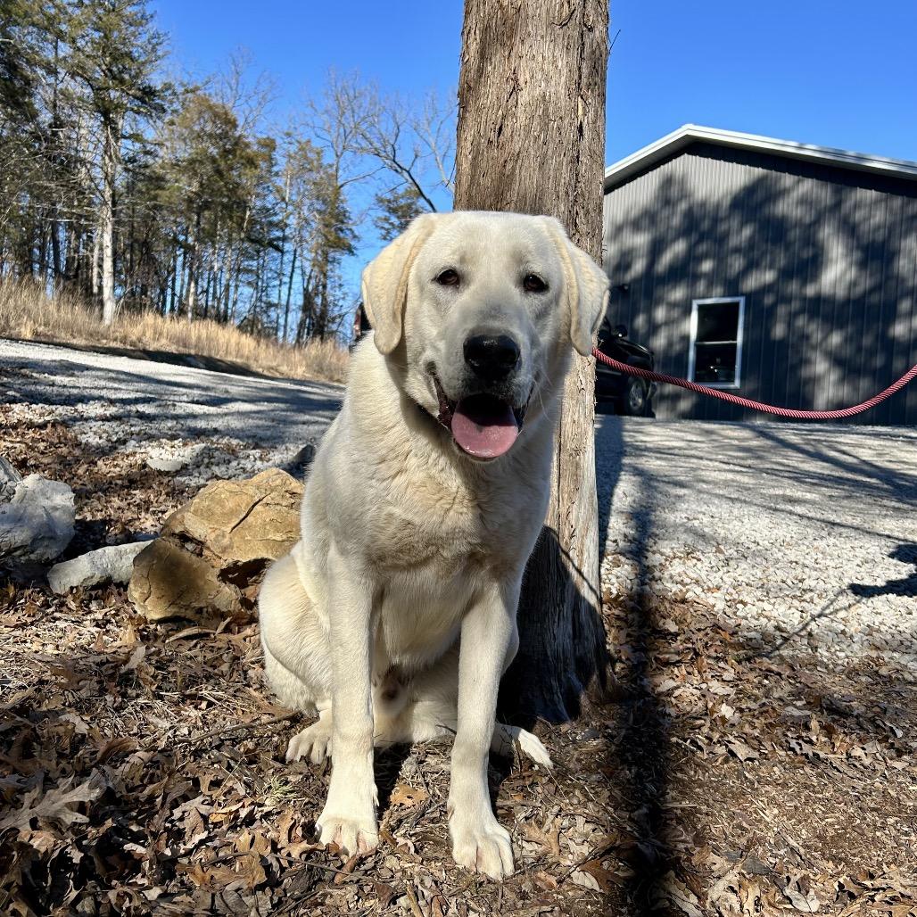 Enlarge Ben, a Adoptable Anatolian Shepherd in Pineville, MO image 1/4