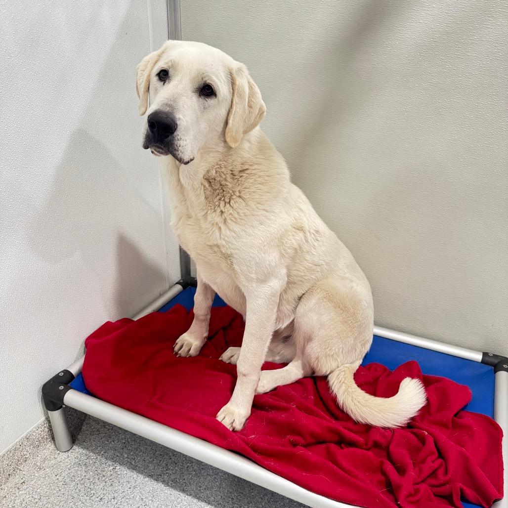 Enlarge Ben, a Adoptable Anatolian Shepherd in Pineville, MO image 2/4