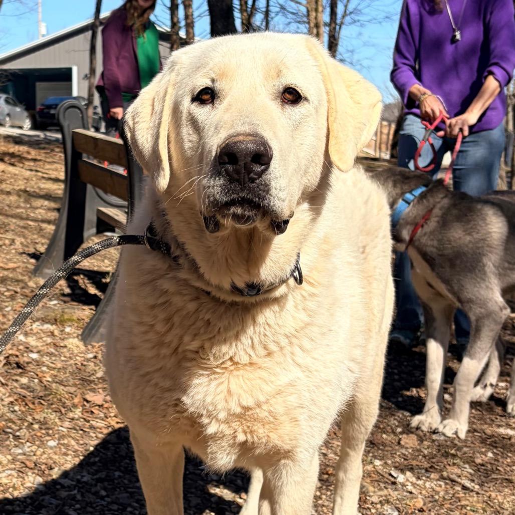 Enlarge Ben, a Adoptable Anatolian Shepherd in Pineville, MO image 3/4