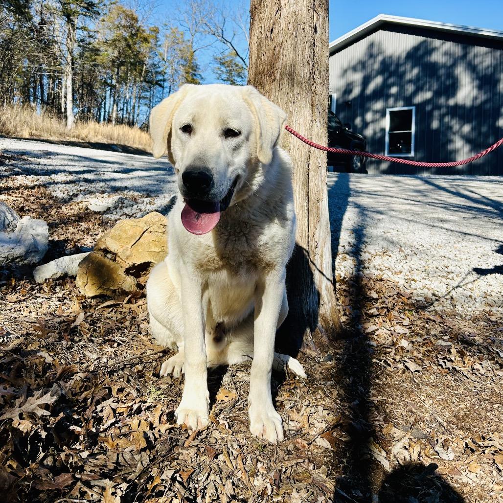 Enlarge Ben, a Adoptable Anatolian Shepherd in Pineville, MO image 4/4