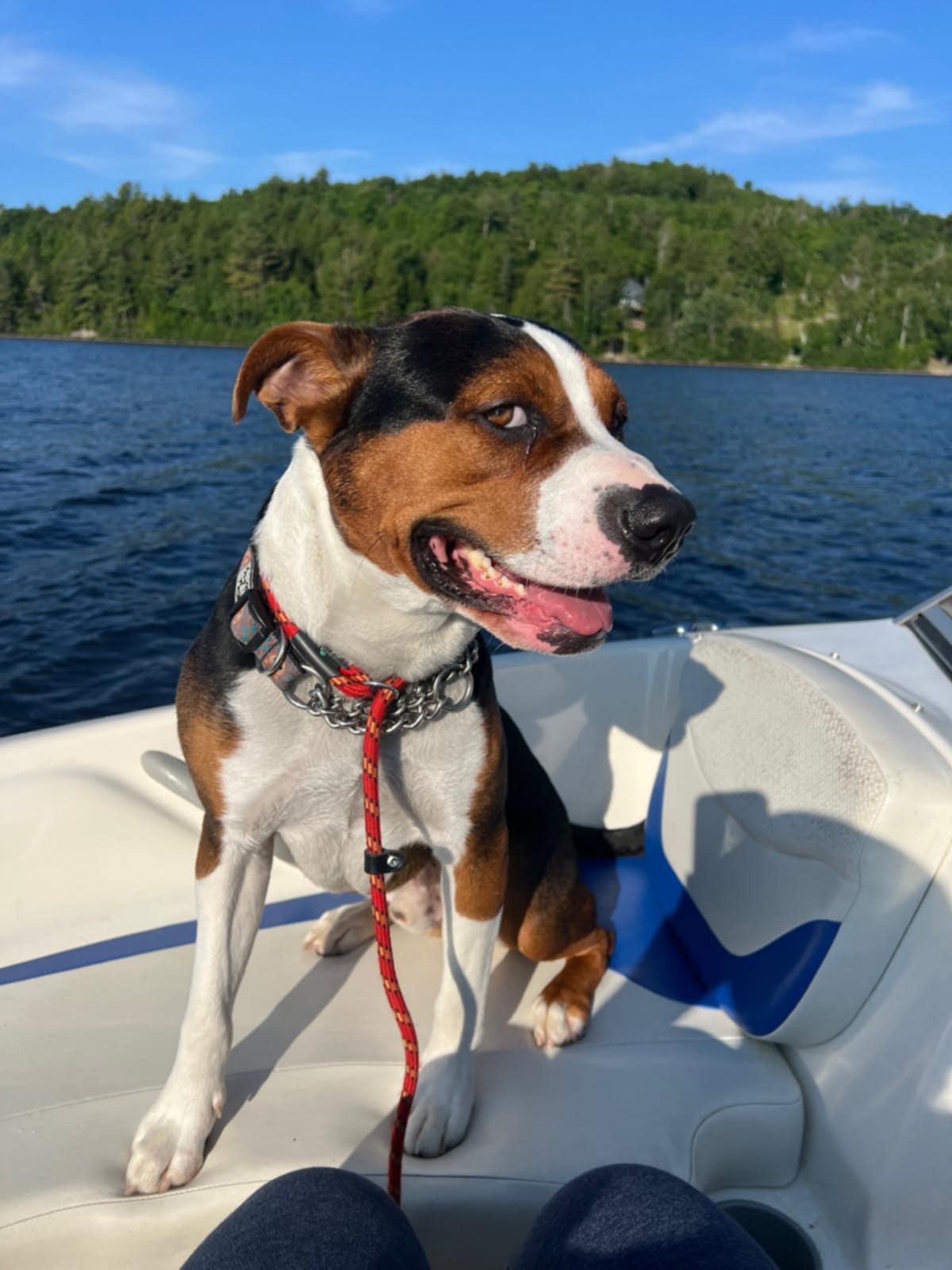 Stu, an adoptable Beagle, American Bully in Pointe-Claire, QC, H9S 5V1 | Photo Image 1